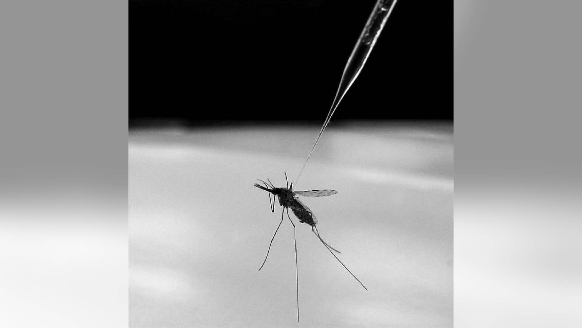 Anopheles gambiae mosquito being injected with hemolymph for malaria research study. (NIAID)
