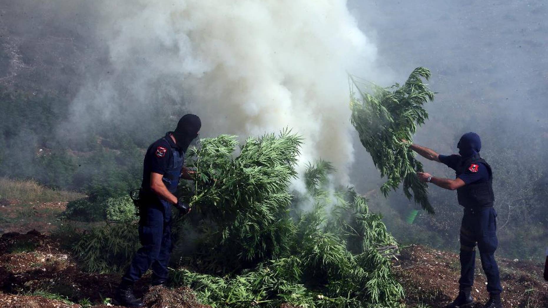 FILE- In this file photo taken on Thursday Aug. 25, 2015, masked police officers burn cannabis plants in Kurvelesh commune, 200 kilometers (125 miles) south of the Albanian capital, Tirana. Authorities in Albania say they destroyed about 2.5 million marijuana plants last year, four times more than the year before. (AP Photo/Hektor Pustina, File)