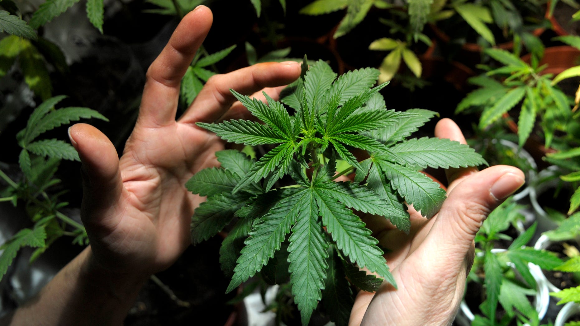 FILE - In this Nov. 14, 2012 file photo, a marijuana grower shows plants he is cultivating with some friends in Montevideo, Uruguay. Uruguay is toying with prices for legal marijuana. A law already passed in the lower house of Congress and expected to pass in the Senate in 2013 would make Uruguay the first country in the world to license and enforce rules for the production, distribution and sale of marijuana for adult consumers. (AP Photo/Matilde Campodonico, File)