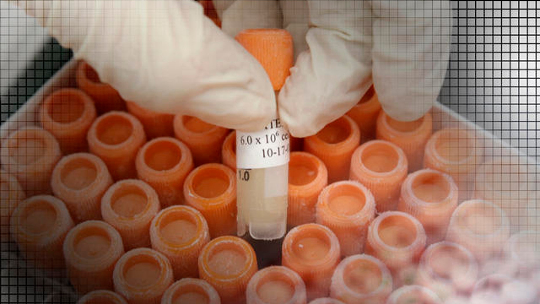 Research associate pulls a frozen vial of human embryonic stem cells at the University of Michigan Center for Human Embryonic Stem Cell Research Laboratory, Ann Arbor, Michigan. (AP)