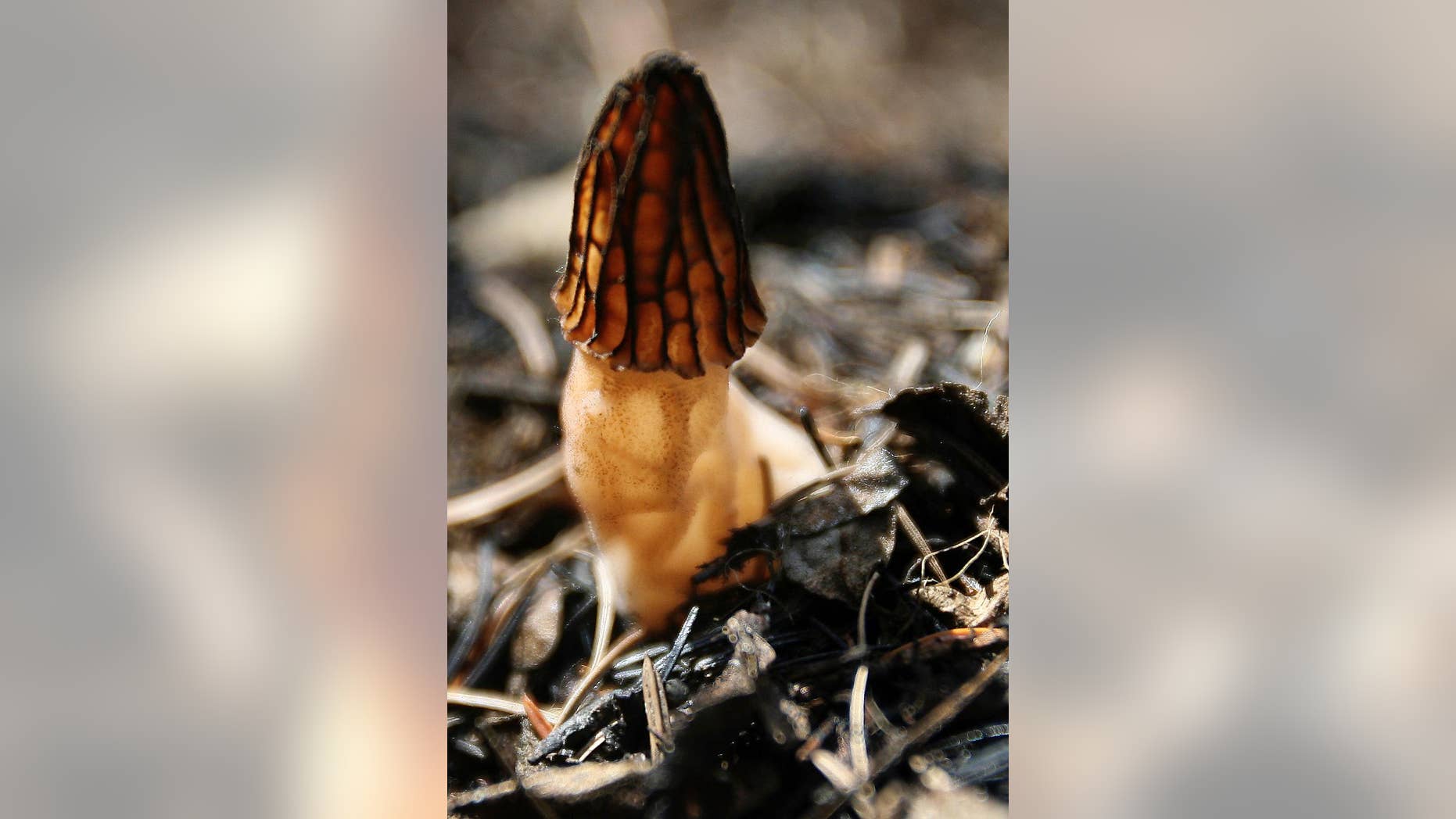 FILE - This June 13, 2007 file photo shows a morel mushroom in a blackened forest near Conconully, Wash. From flames come fungi. That means mushroom hunters are checking maps outlining last year's many Northwest wildfires before heading into forests this month, searching for the easily identifiable and woodsy-tasting morels. (Don Seabrook/The Wenatchee World via AP, File)