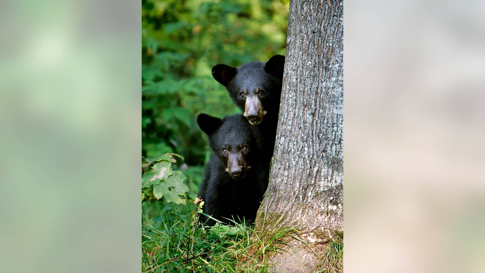 FILE - In this Wednesday Aug. 1, 2007 file photo black bear cubs are seen in Lyme, N.H. Beyond hurting crops and helping the tourism industry, New England's hot, dry summer also is affecting the region's wildlife. Bears are getting bolder, mosquitoes are multiplying and stream-dwelling fish are stressed. (AP Photo/Cheryl Senter/FILE)