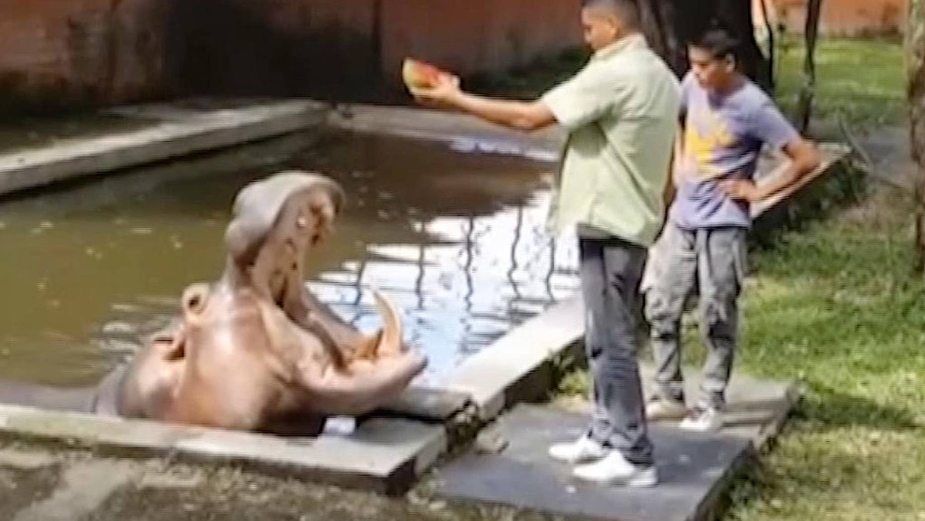 In this frame grab from video taken on March 10, 2014 and released by El Salvador's Canal 9, a hippopotamus named Gustavito is fed at the San Salvador Zoo in El Salvador. Zoo director Vladan Henriquez said at a news conference on Monday, Feb. 27, 2017 that the animal was covered with bruises and puncture wounds after apparently being attacked with metal bars, knives and rocks. The attack occurred on Tuesday night, Feb. 21, 2017. Zookeepers did not discover the hippo’s injuries until Thursday because he did not leave his pool, and he died late Sunday, Feb. 26. (Canal 9 via AP) NO PUBLICAR EN EL SALVADOR