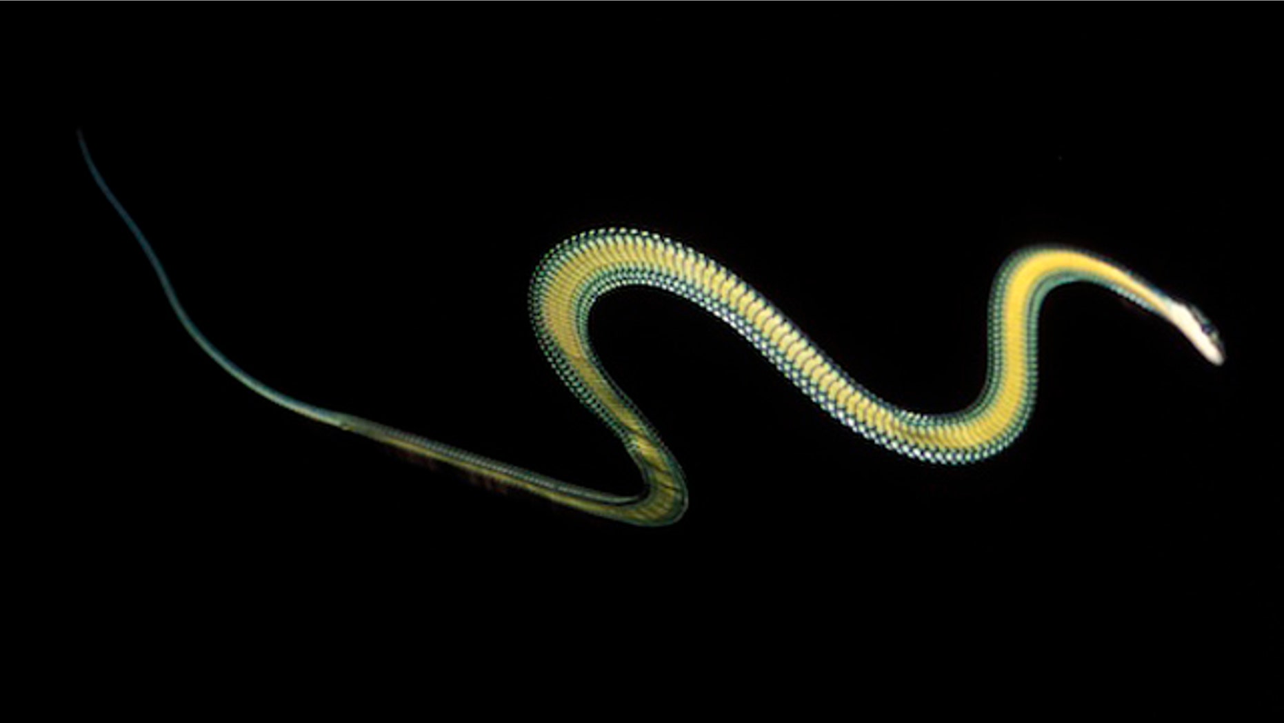 The paradise tree snake undulates mid-flight.