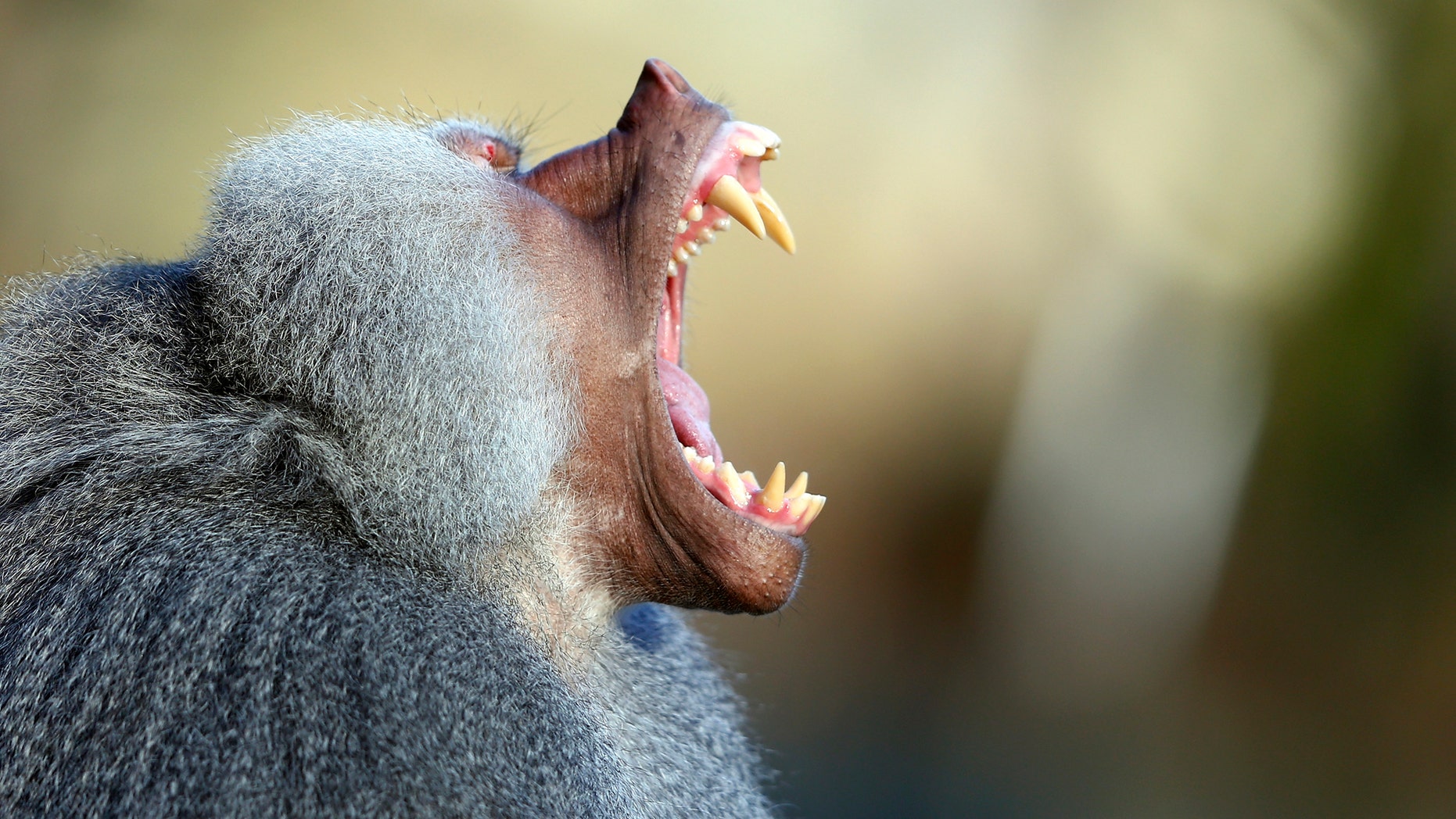 A baboon yawns in his enclosure while sitting in the sun at the Hellabrunn zoo in Munich November 19, 2012. (REUTERS/Michael Dalder)