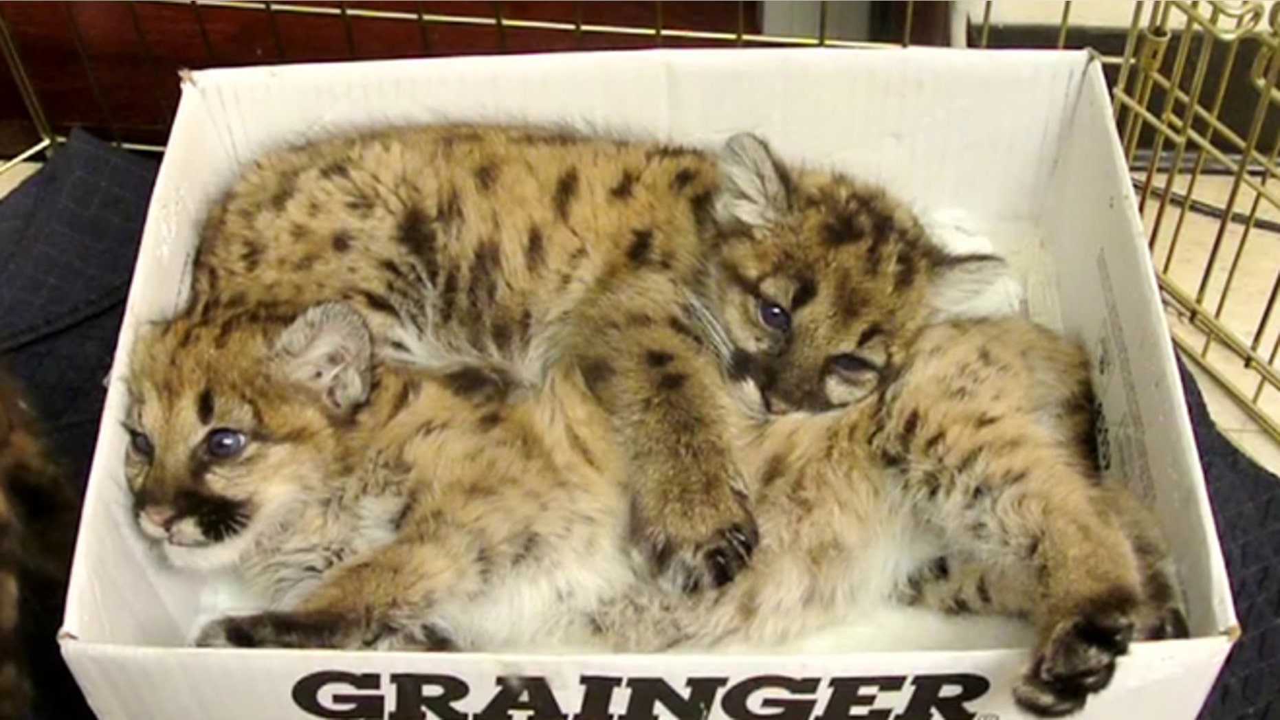 Two baby mountain lions are pictured after California wildlife officials rescued them from the wild. Their mother died and the kittens were fending for themselves, but they will now be cared for by zoos in Kansas and Texas.