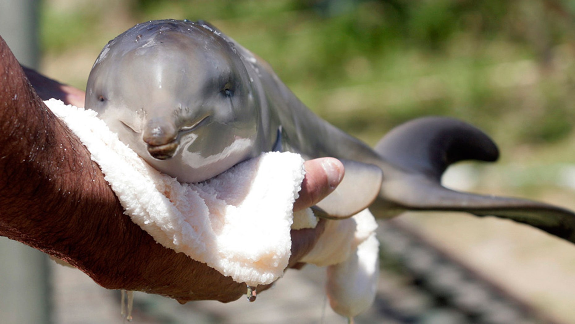 A wildlife conversationalist rescues a baby La Plata dolphin in Uruguay.