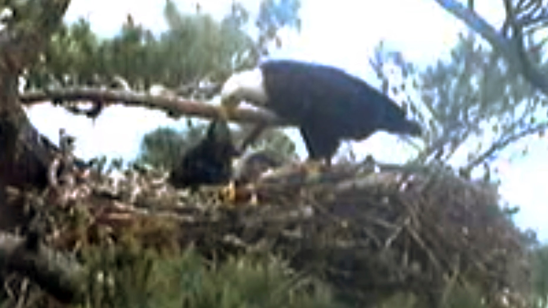 June 25, 2014: This still image from streaming online video provided by Biodiversity Research Institute shows an adult bald eagle, center, feeding a young eaglet.