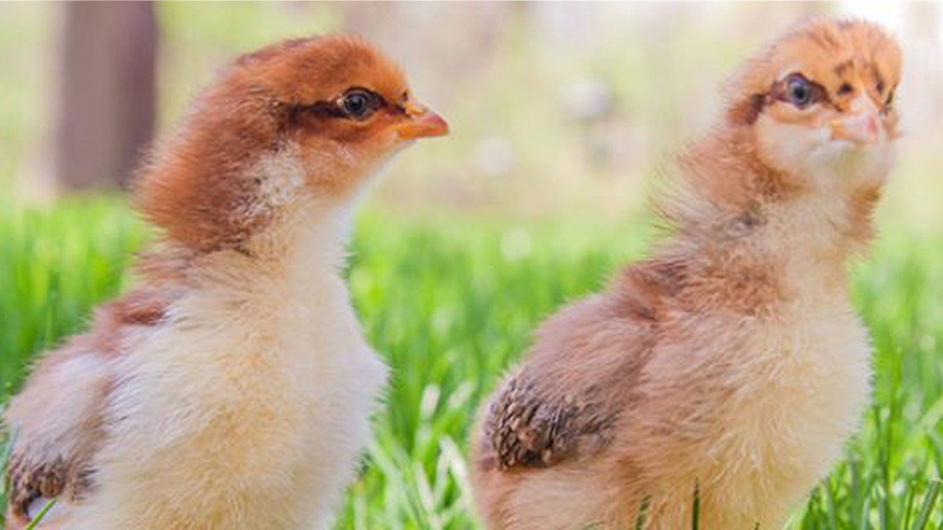More than 200 cases of salmonella infections across the U.S. have been linked to contact with live backyard poultry, the Centers for Disease Control and Prevention reported.