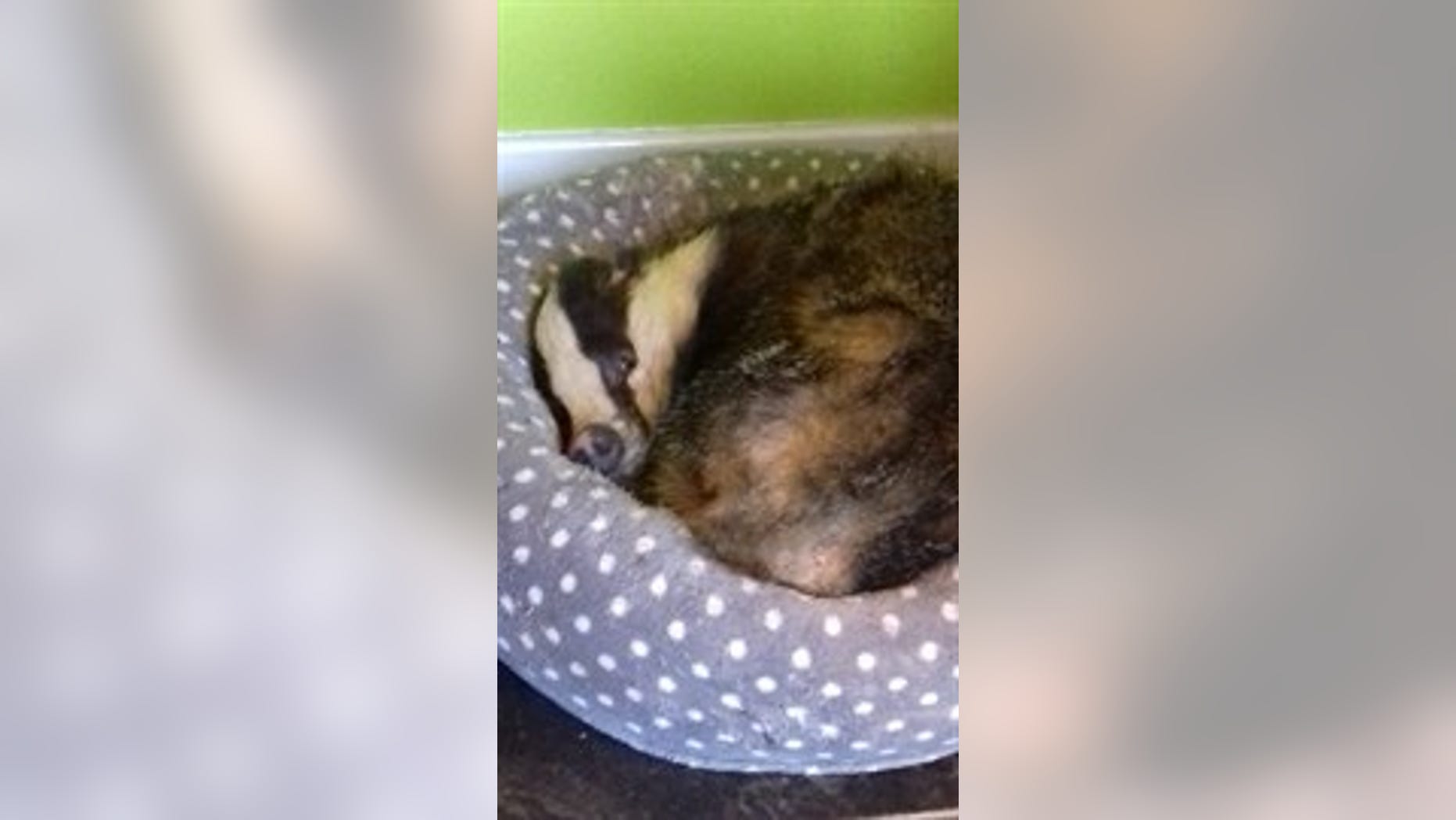 The badger caught napping on a cat bed (Scottish SPCA).