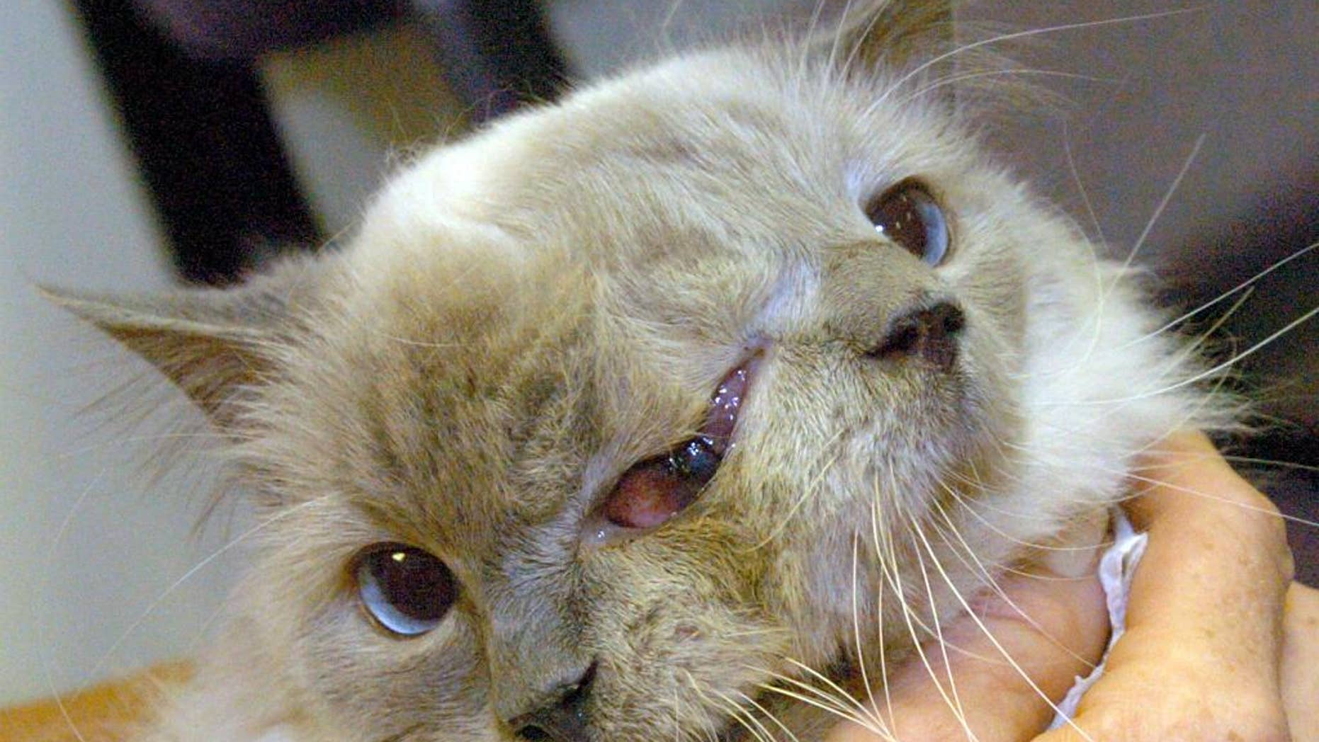 This undated photo shows the two faced cat named Frank and Louie. The world's oldest Janus cat - a feline with two faces - died at the age of 15 on Thursday, Dec. 4, 2014. The Guinness World Record holder passed away at the Cummings School of Veterinary Medicine at Tuft's University in Grafton, Mass. according to owner Martha "Marty" Stevens of Worcester, Mass. (AP Photo/Worcester Telegram & Gazette, Jim Collins)