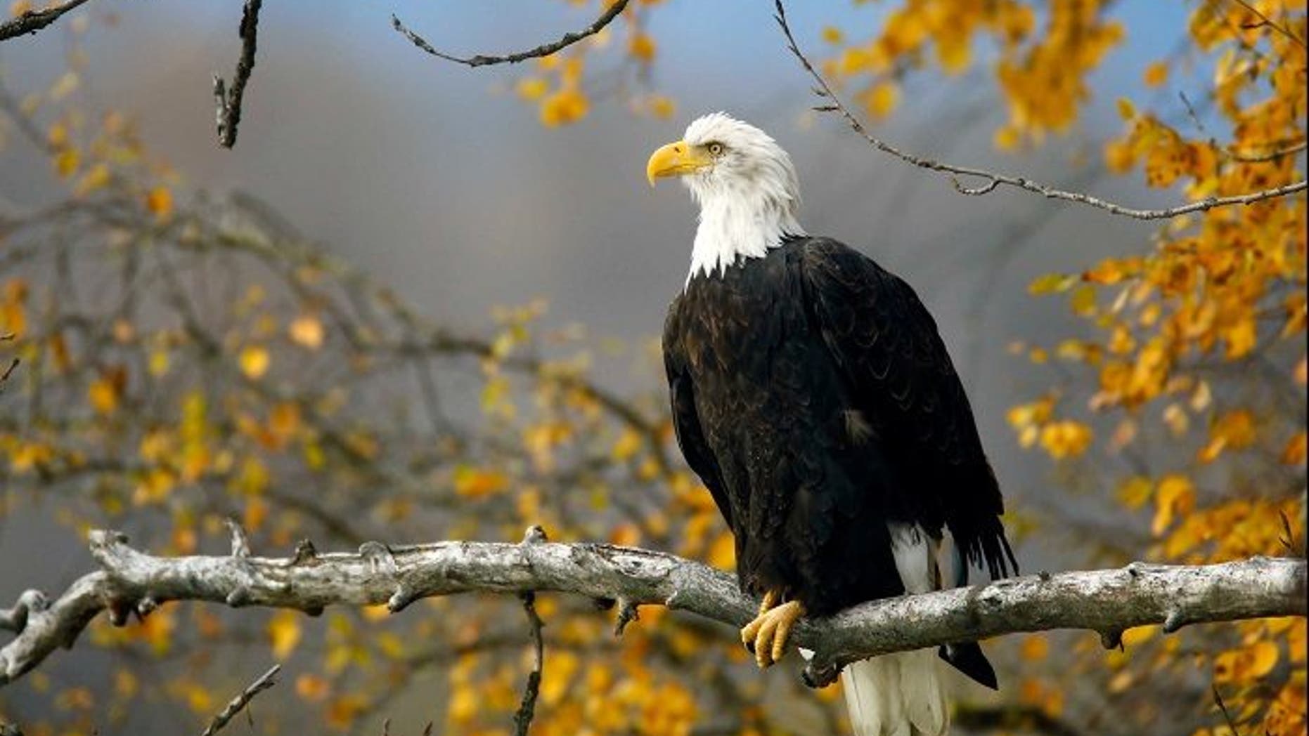 A bald eagle sits in a tree in the Chilkat Bald Eagle Preserve near Haines, Alaska October 8, 2014. REUTERS/Bob Strong/File Photo - RC1306153200