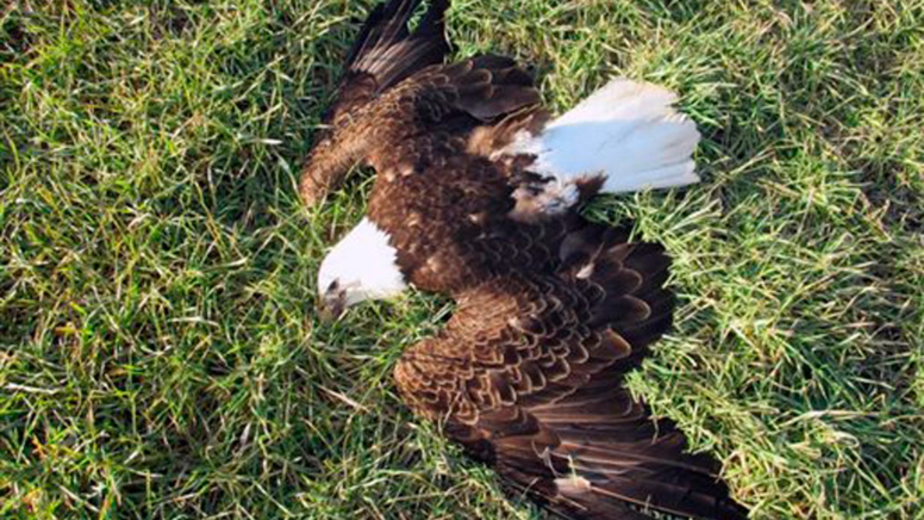 In this Feb. 20, 2016 photo, a bald eagle lies dead in Federalsburg, Md. Authorities say 13 bald eagles found dead near a farm on Maryland's Eastern Shore may have been poisoned.