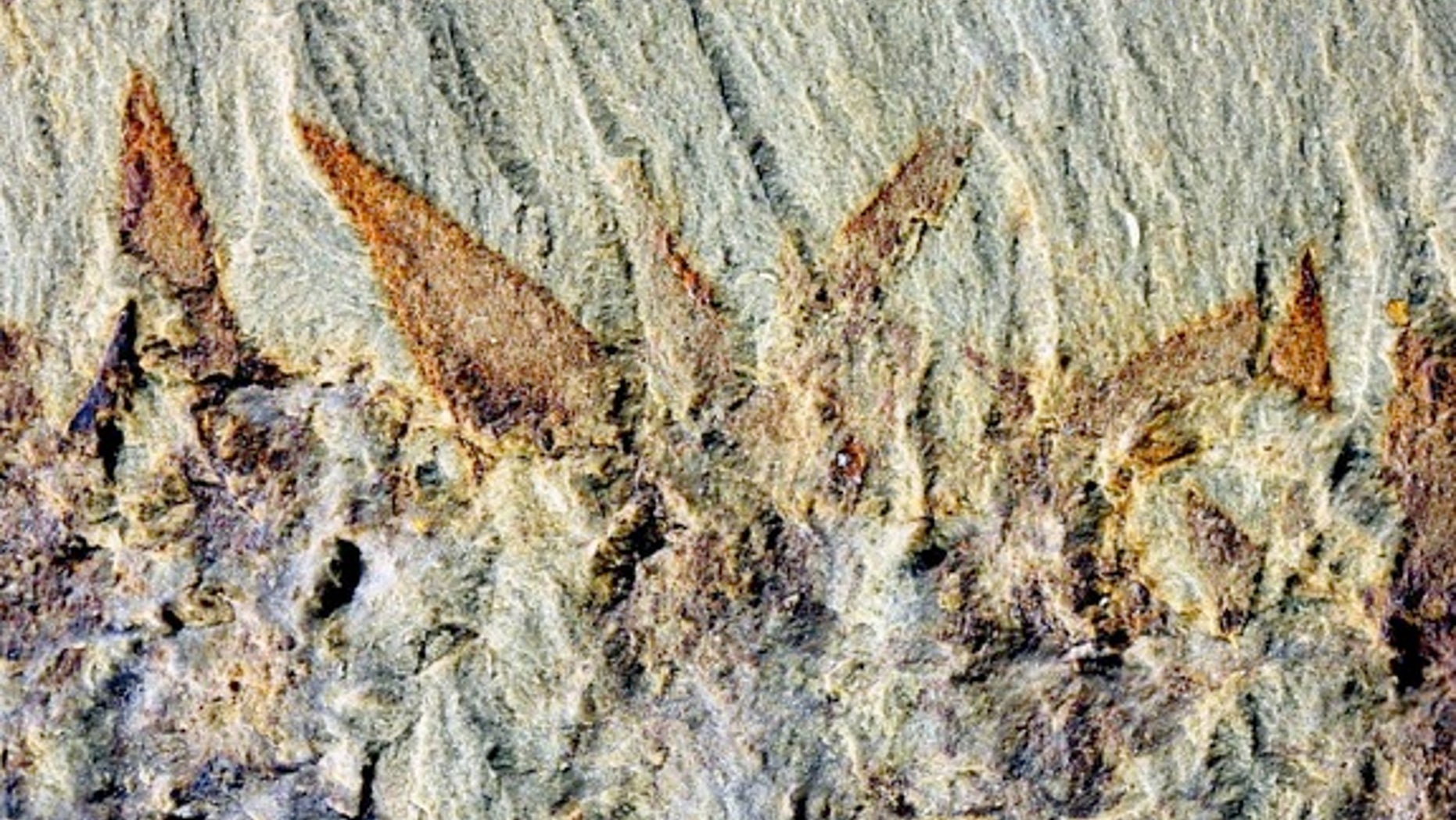The fossilized spines of Nidelric pugio, a Cambrian animal that lived more than 500 million years ago. The balloon-shaped creature had spines a few millimeters long, seen here.