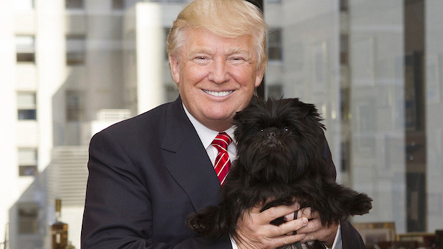 In this February 2013 photo provided by Lisa Croft-Elliott, Donald Trump holds Banana Joe, the affenpinscher who had just won best in show at the Westminster Kennel Club dog show, at Trump Tower, in New York.