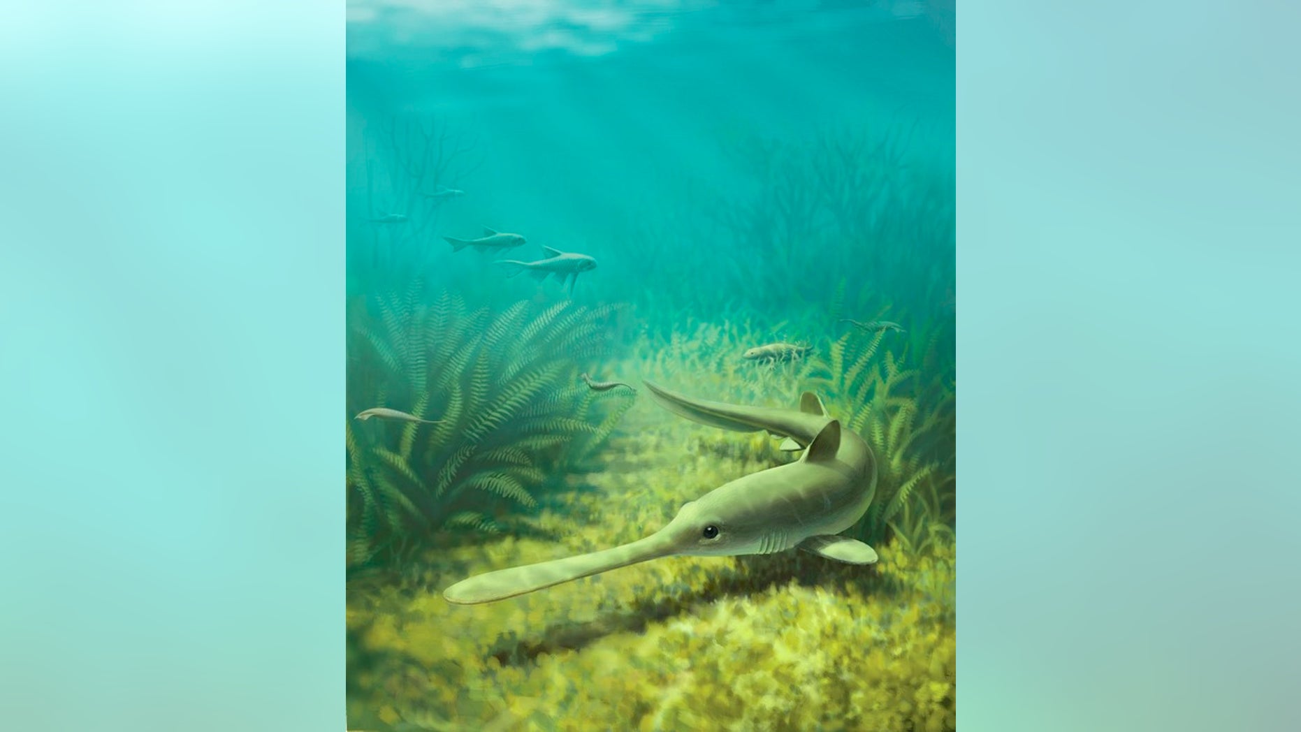 An artist's rendering of Bandringa, a 310 million-year-old shark originally found in fossil deposits from Mazon Creek, Illinois.