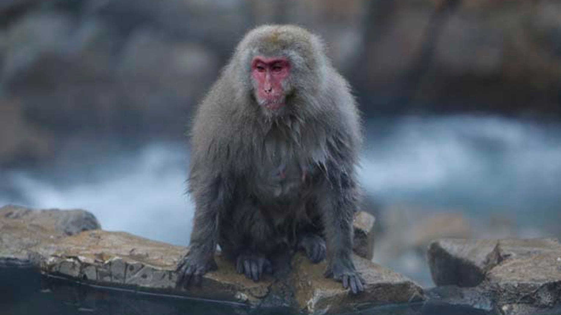 A Japanese macaque (or so called Snow Monkey) takes a rest on rocks near a hot spring at a valley in Yamanouchi town, Nagano prefecture, Japan, November 30, 2015. REUTERS/Yuya Shino - RTX1WGZP