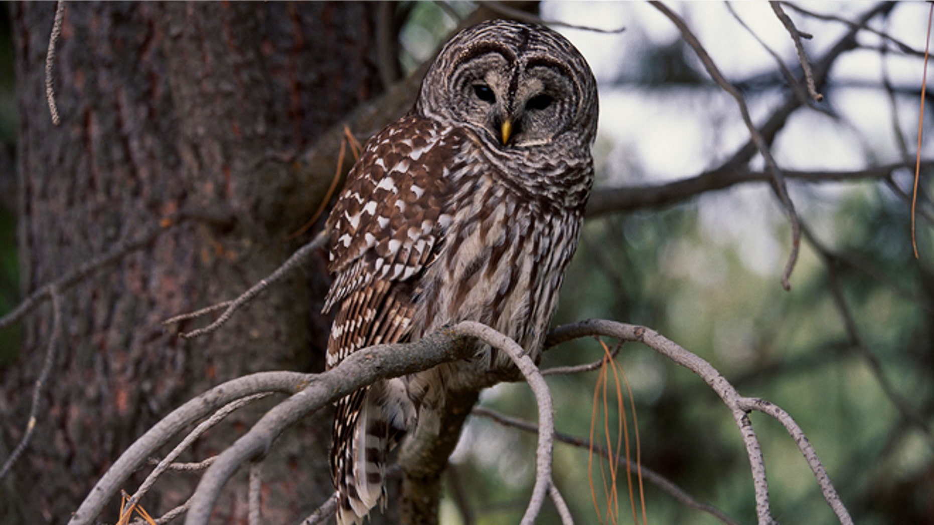 To help out the northern spotted owl, an endangered species in the Pacific Northwest, the U.S. Fish & Wildlife Service plans to shoot and kill the barred owl.