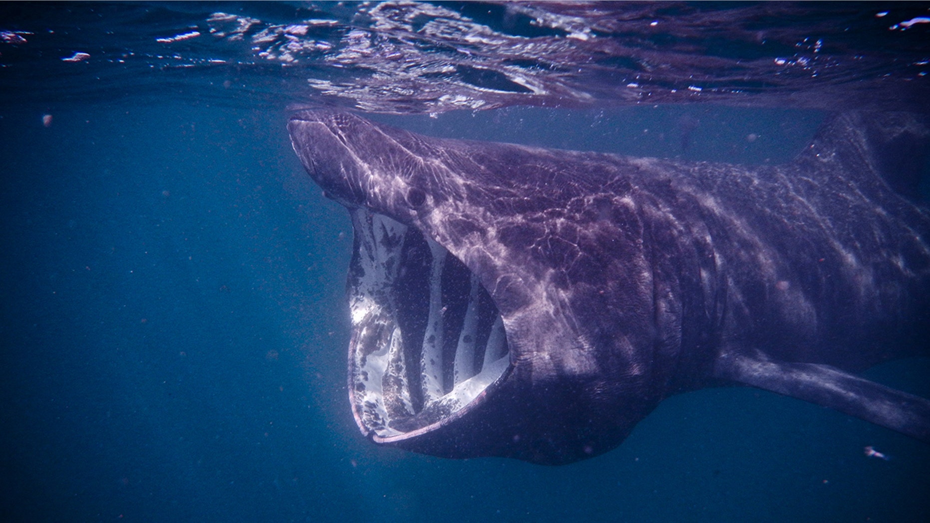 A basking shark is seen off the west coast of Scotland.