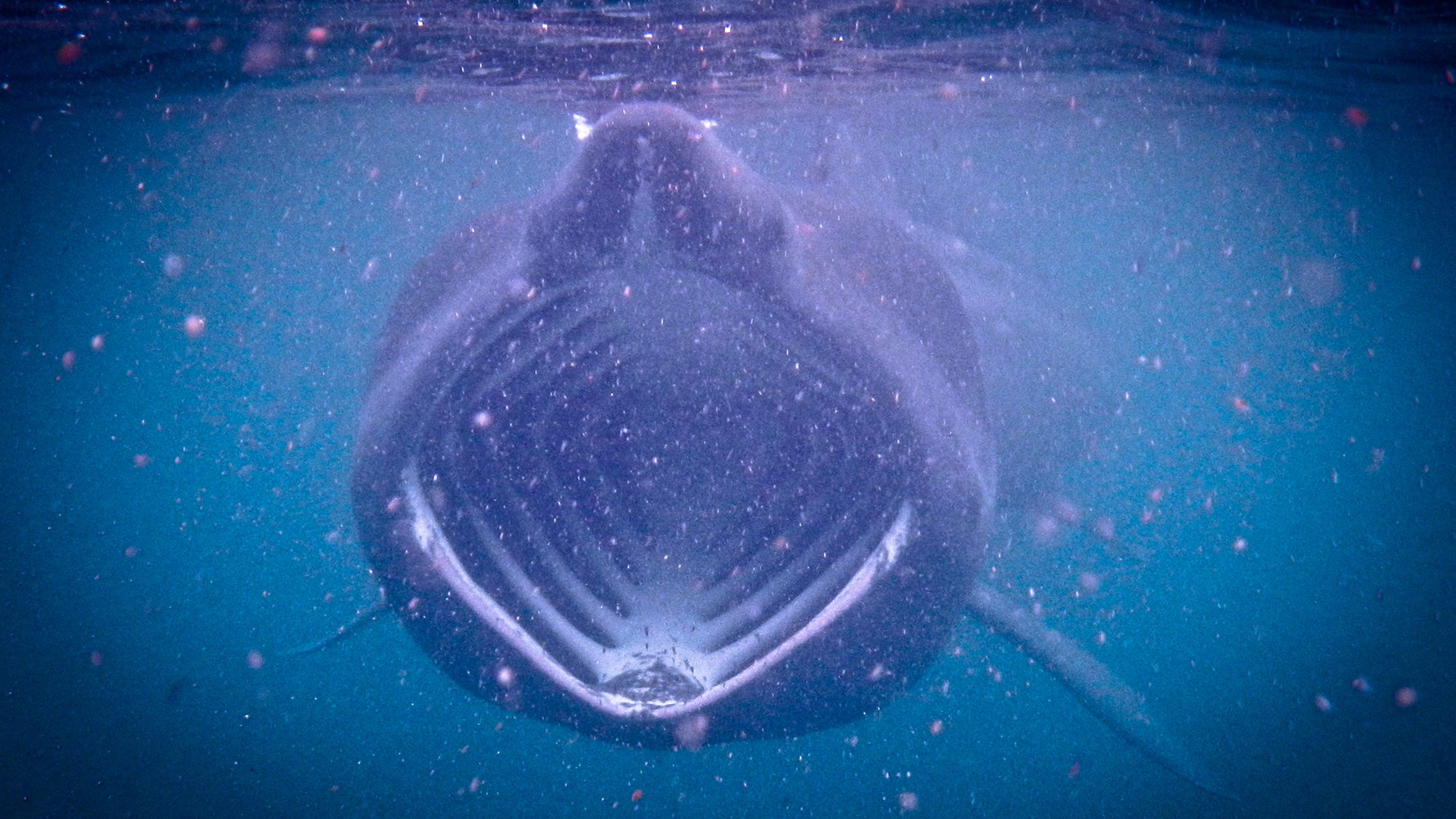 File photo - Basking Shark feeding on plankton during the bloom in the Scottish waters off the Isle of Coll.