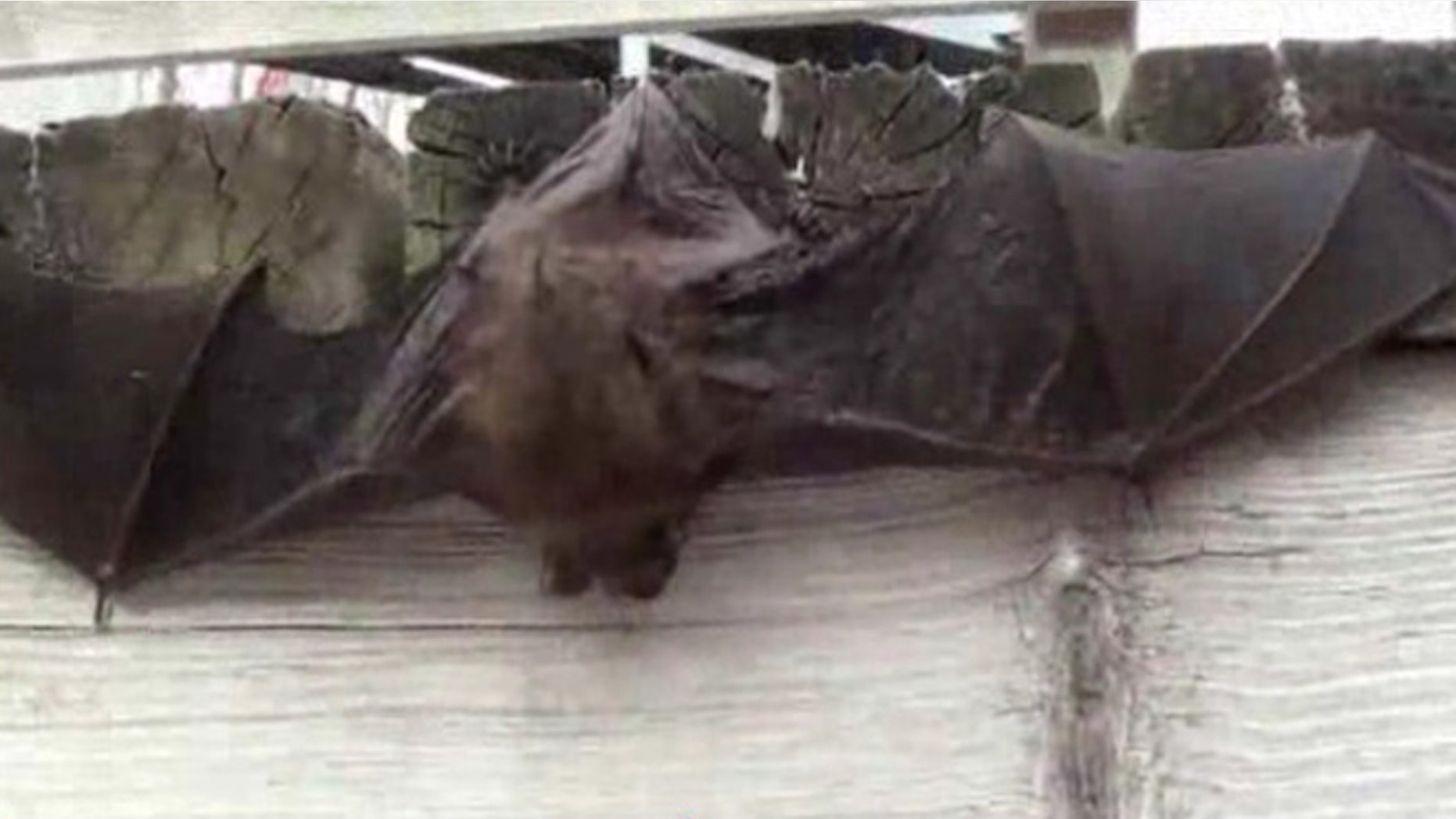 Drought conditions are impacting the population of bats in Yolo County in Northern California.