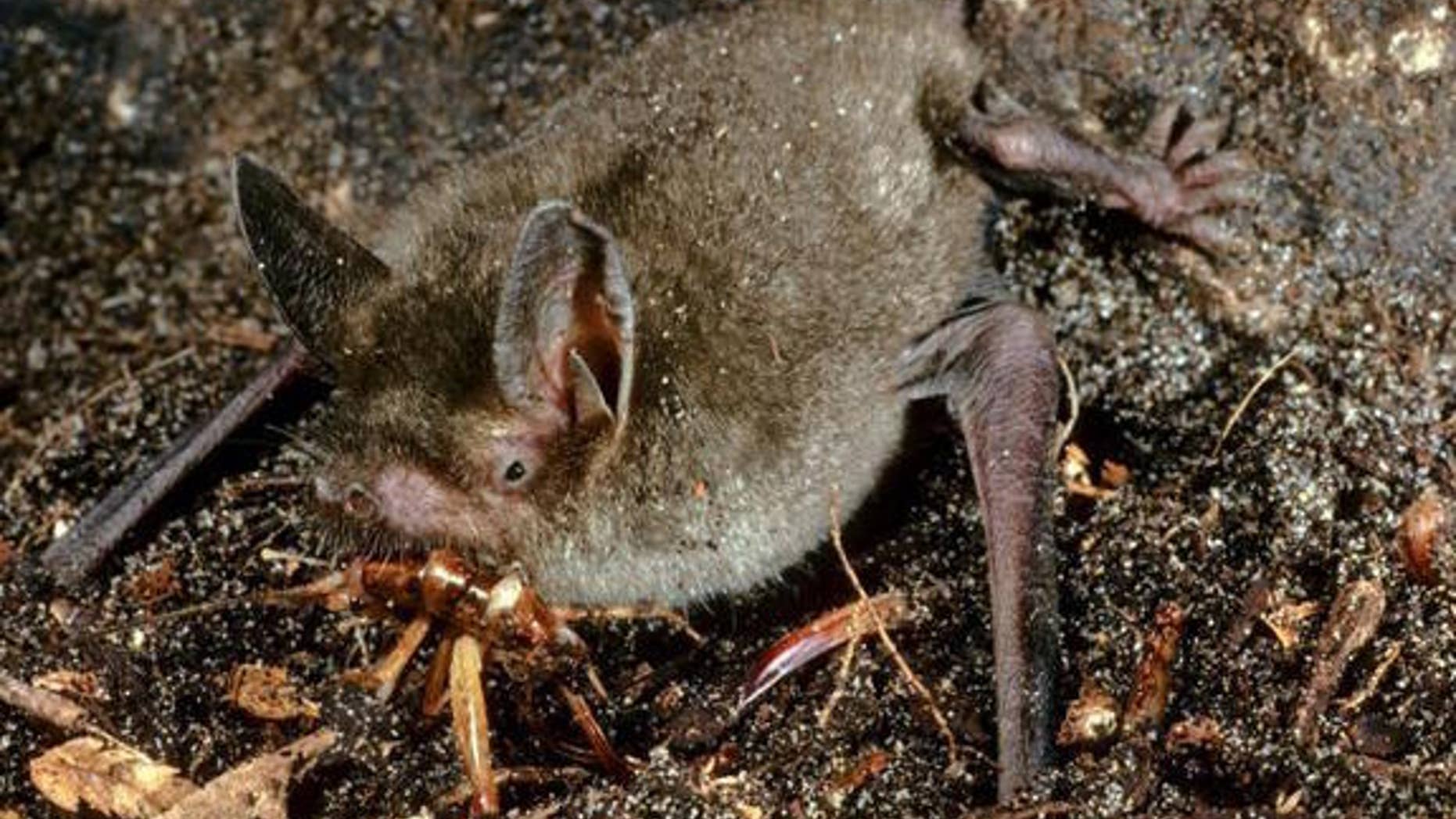 The bat Mystacina tuberculata, which lives in New Zealand's old-growth forests, is related to the prehistoric walking bat uncovered by researchers.