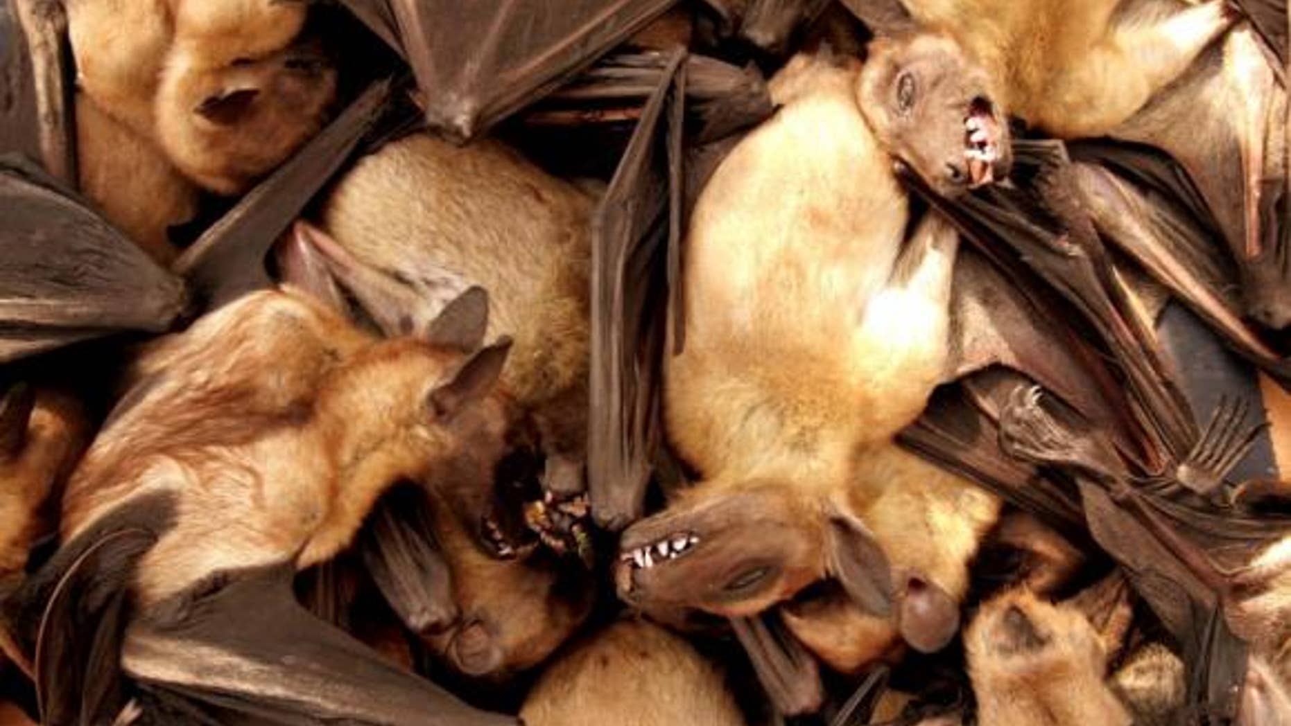 Fruit bats are seen for sale at a food market in Brazzavile, Republic of Congo, in this file photograph.