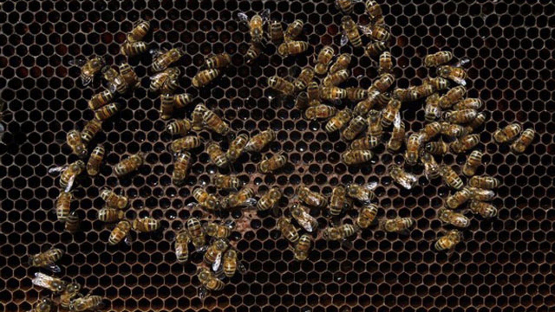 Bees gather on a partially empty hive at an apiary at Maria Pinto town, some 53 km northwest of Santiago April 18, 2011. The La Nina weather front in Chile is causing a decline in the country's bee population and the honey harvest has consequently fallen by some 60 to 70 percent, according Chile's National Beekeeping Association. Drought conditions alter the flowering patterns of plants, affecting the availability of nectar, which in turn makes survival harder for bees. Picture taken April 18, 2011. REUTERS/Ivan Alvarado (CHILE - Tags: AGRICULTURE BUSINESS ENVIRONMENT FOOD)