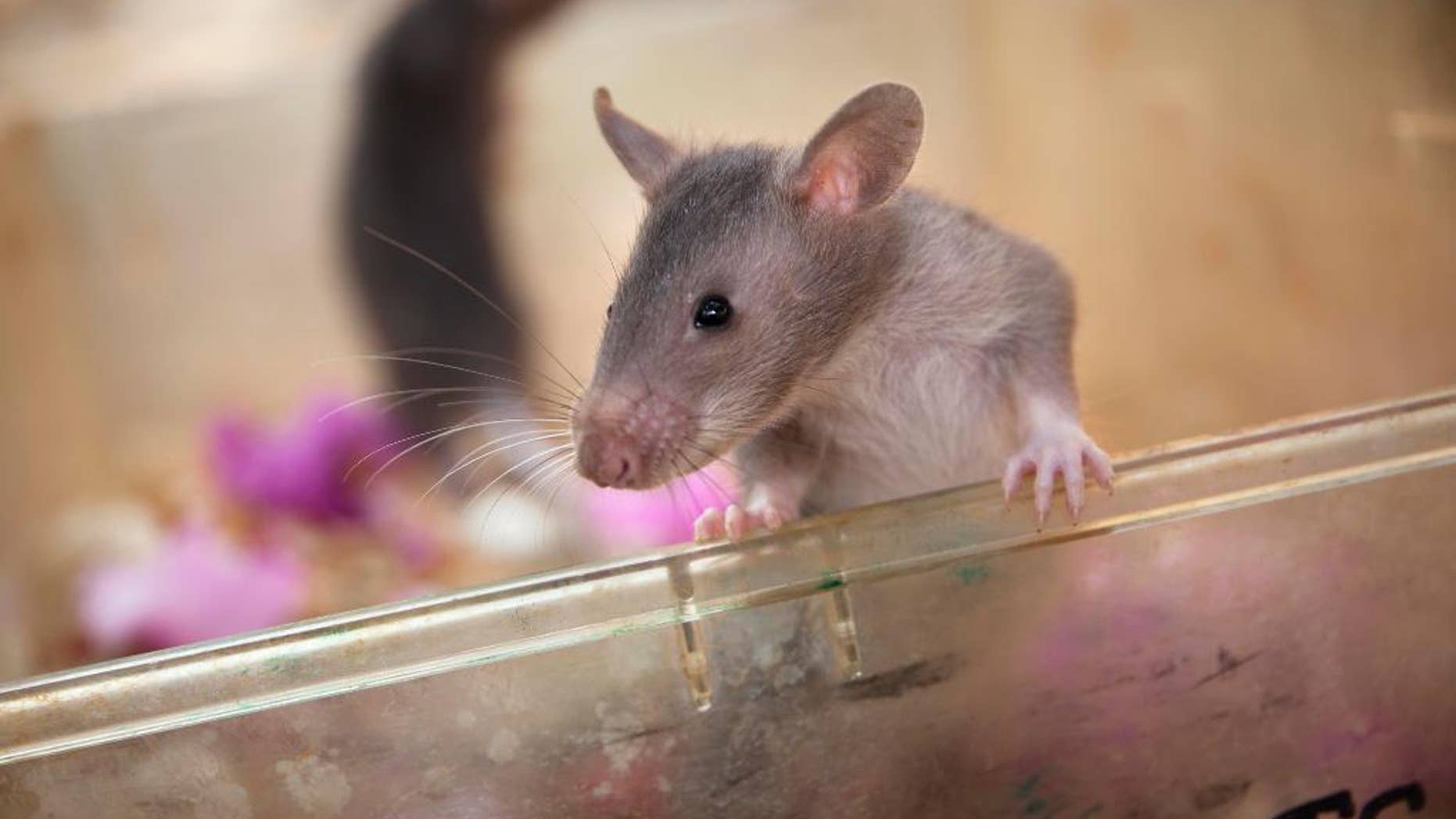 Infant rat stands, in Morogoro, Tanzania, ahead of its training to detect trafficked pangolin parts and smuggled hardwood timber.