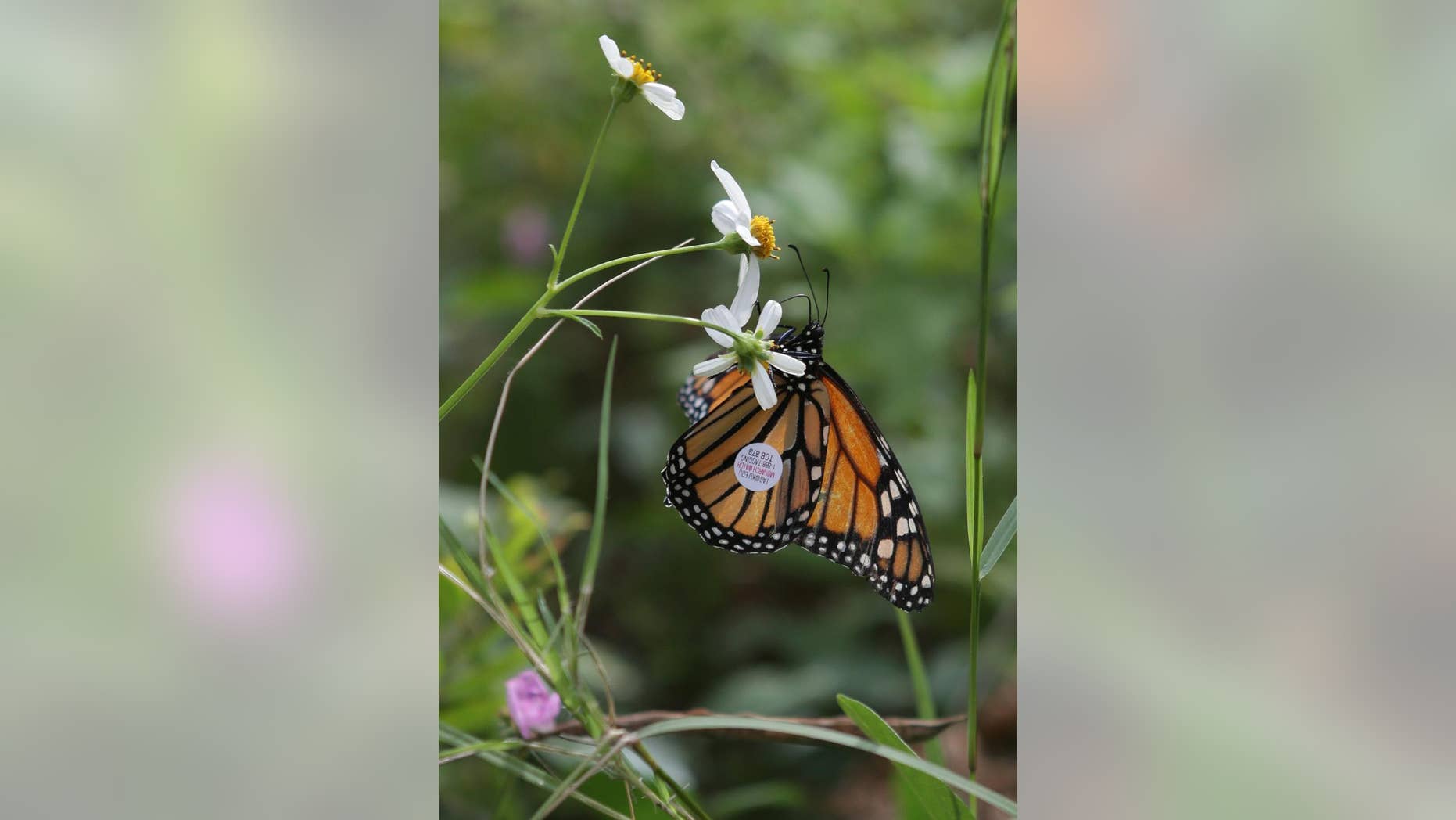 A newly tagged Monarch butterfly enjoys its first taste of wildflowers at the Conservation Park on Saturday, Sept. 27, 2014, in Panama City Beach, Fla. Monarchs were tagged and released from the park Saturday to track their movements as they migrate south. (AP Photo/The News Herald, Heather Leiphart)