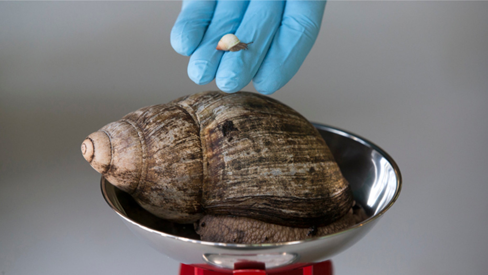 A Partula snail weighting 1mg is held next to an African Land Snail weighing 480kg.