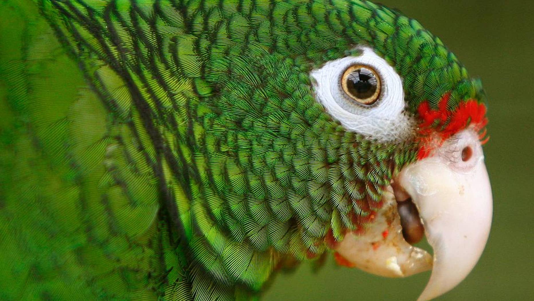 Scientists move 25 endangered Puerto Rico parrots to new home on island
