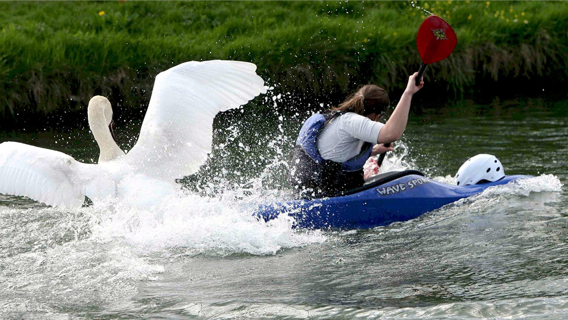 Some believe the swan, which has been nicknamed both Asboy and Trevor, was removed by river officials following his outbursts.