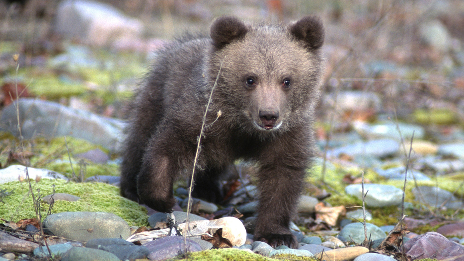 drowning bear cub rescued