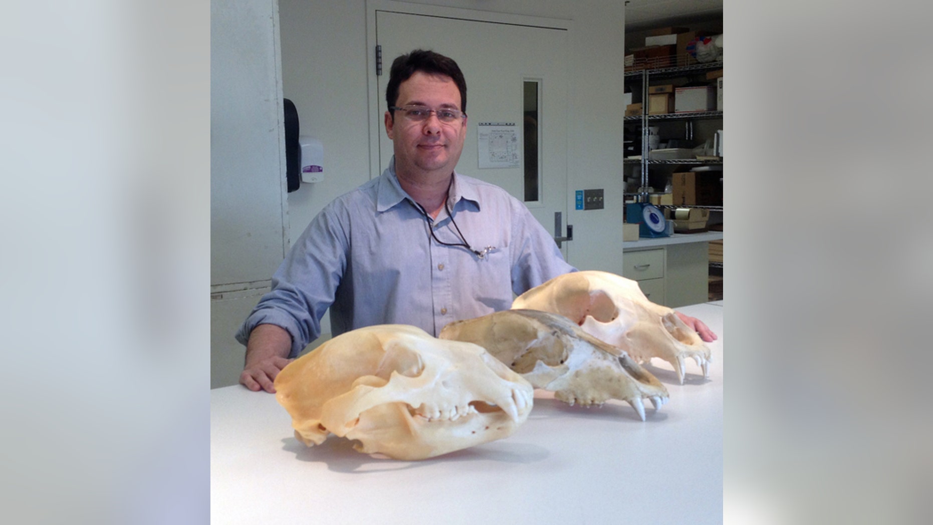 Eliécer Gutiérrez, a researcher who helped debunk a recent study on the yeti, with bear skulls at the Smithsonian’s National Museum of Natural History.
