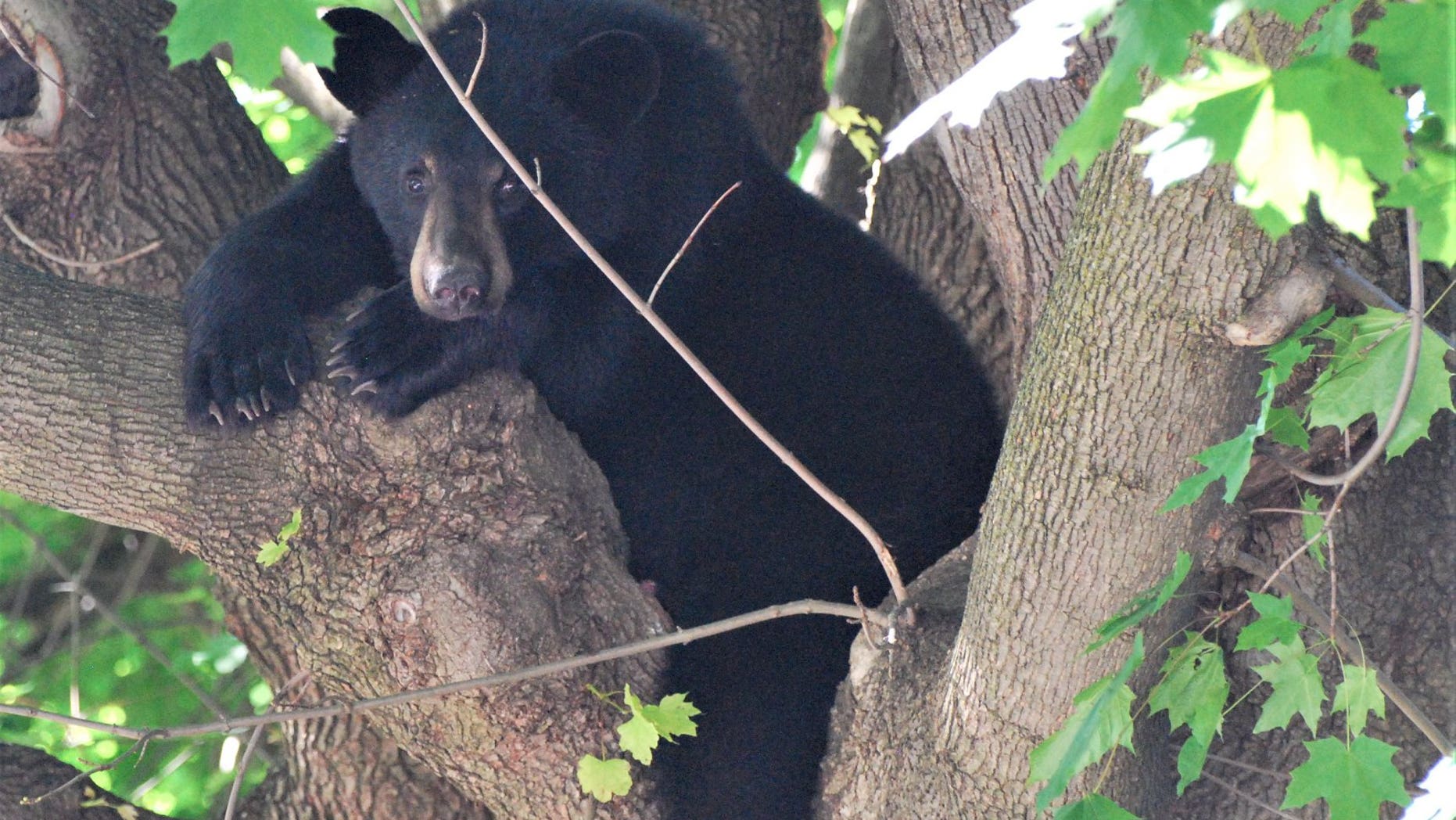 The black bear was sedated before it was removed from the tree.