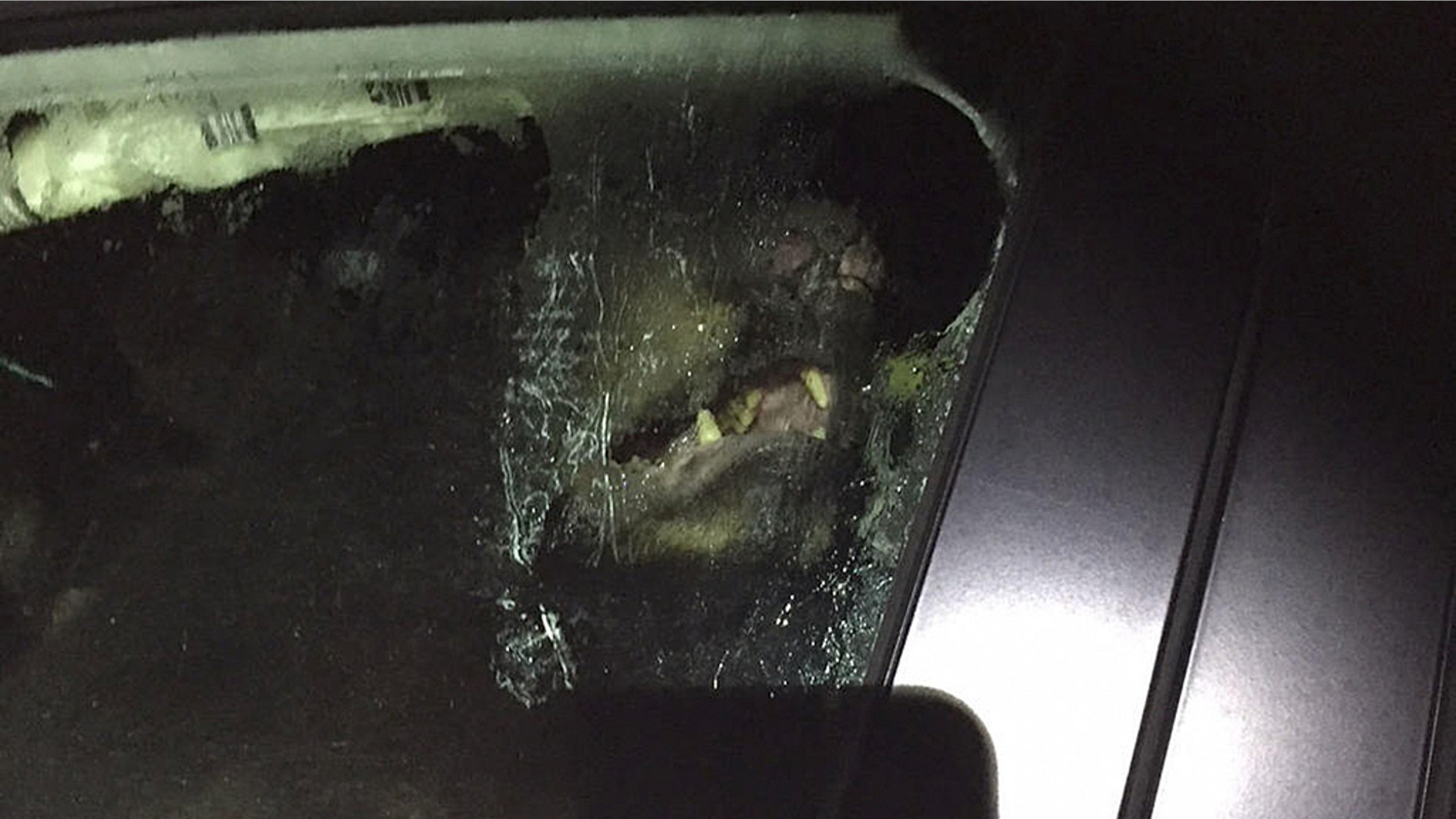An officer quickly opened the door and ran to the other side of the vehicle as the bear climbed out and scampered away, apparently unharmed. The car didn’t fare as well.