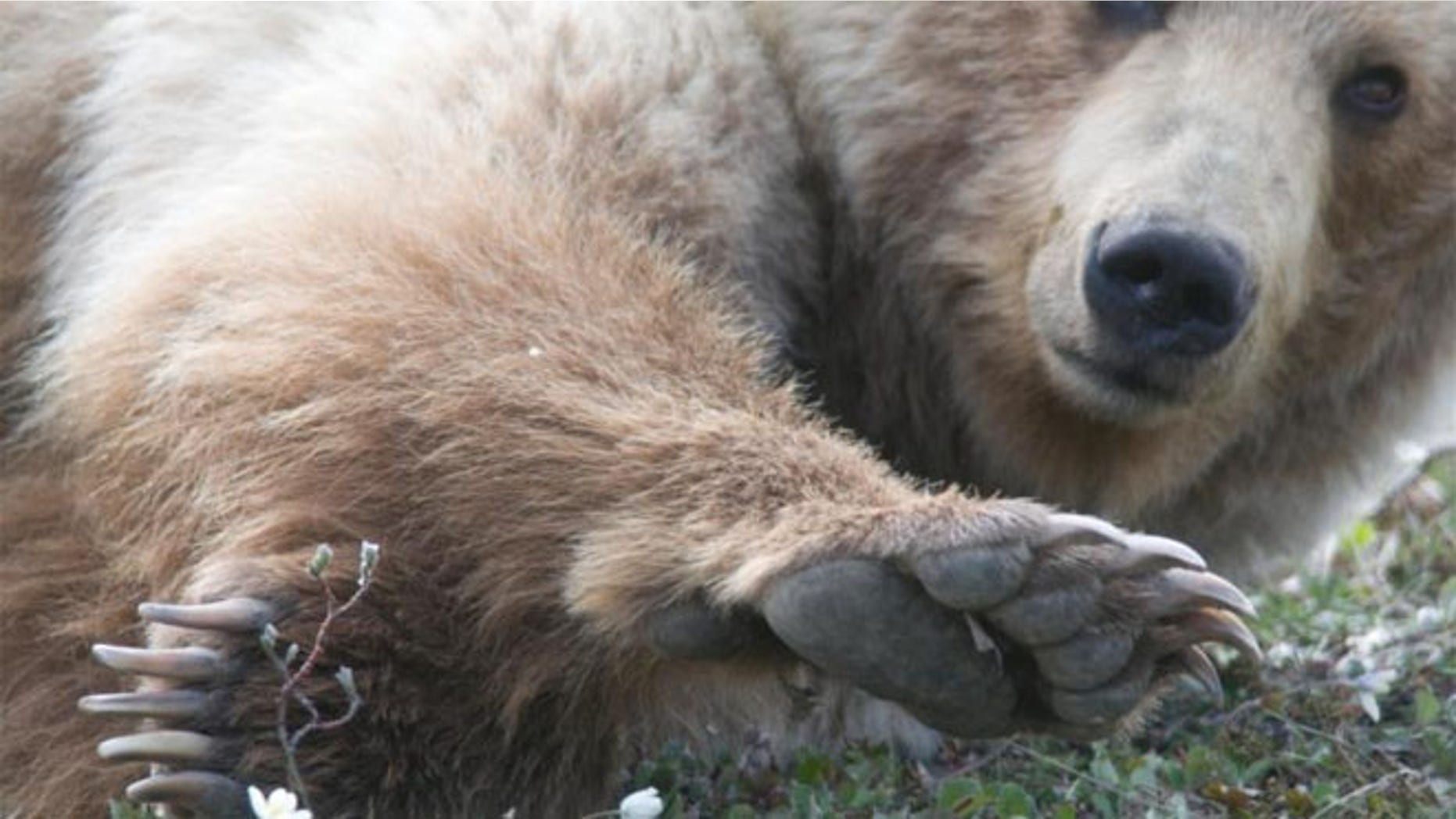The video shows a close up of the bear as he stumbles then realizes that rolling down the hill was way more fun.