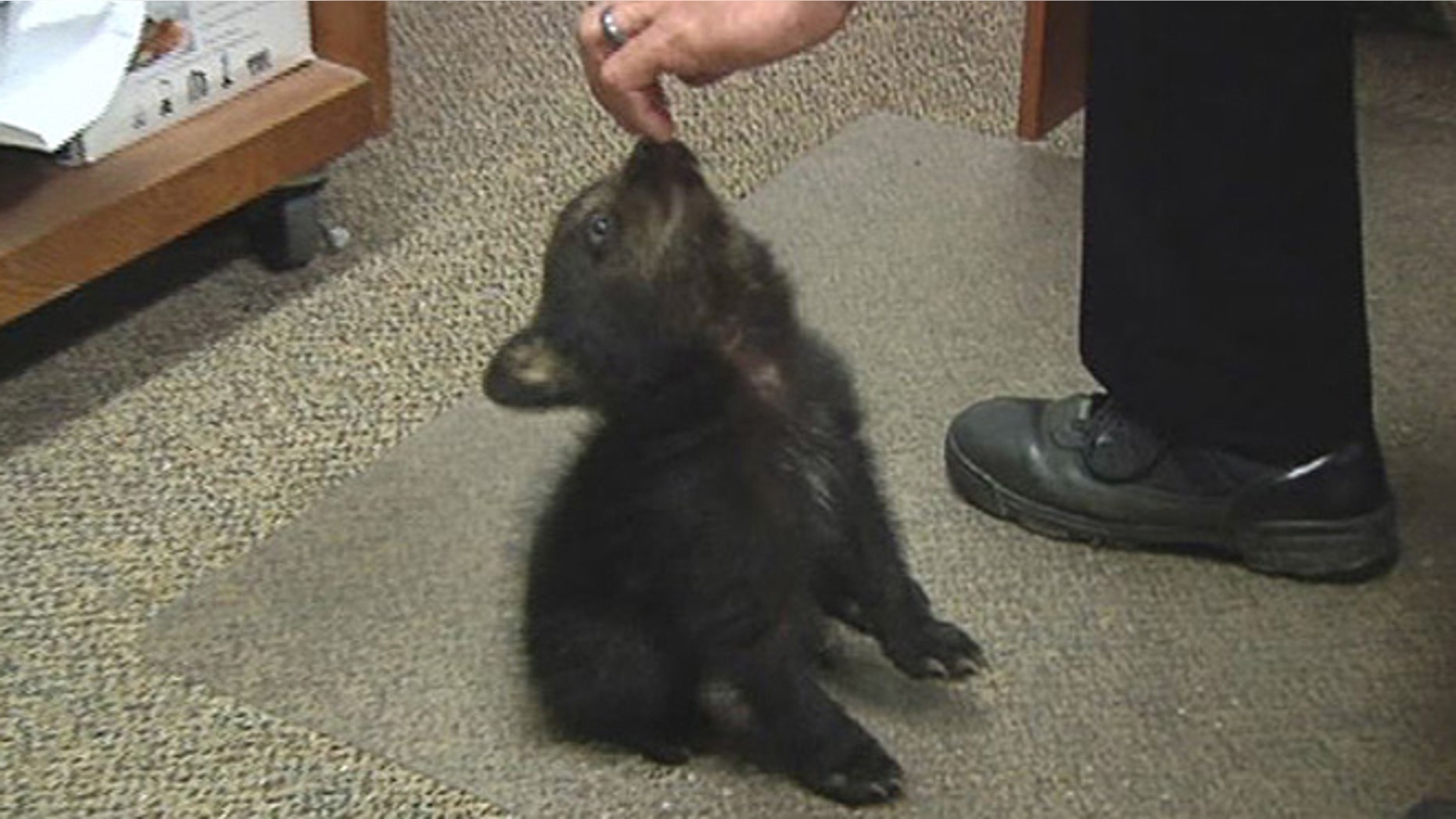 May 20, 2014: In this image from KPIC-TV video, police in Myrtle Creek, Ore. watch after a female bear cub dropped off at the police station after a boy found the cub inside the city limits.