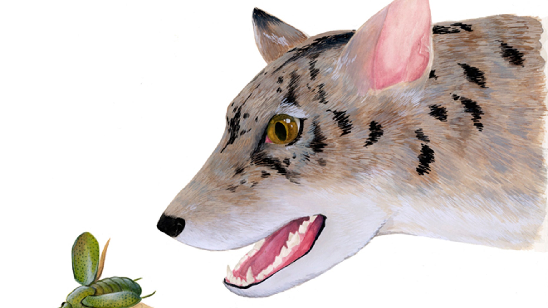 This undated illustration provided by Monica Jurik and The Field Museum in Chicago, shows the artist's reconstruction of an early 38 million year-old beardog.