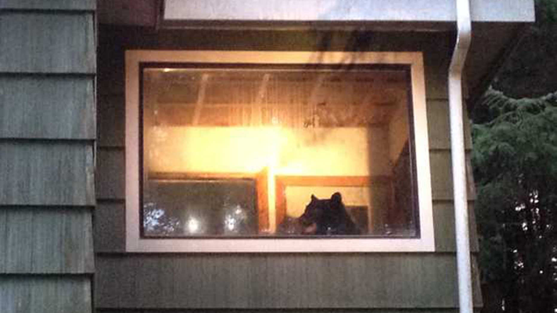 The bear freaked out after becoming trapped.