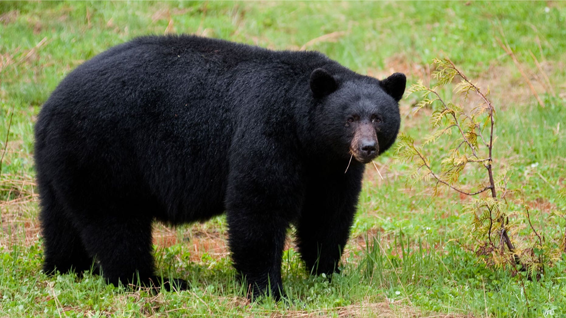 Protesters were arrested early on Monday morning during protests over New Jersey's annual bear hunt.