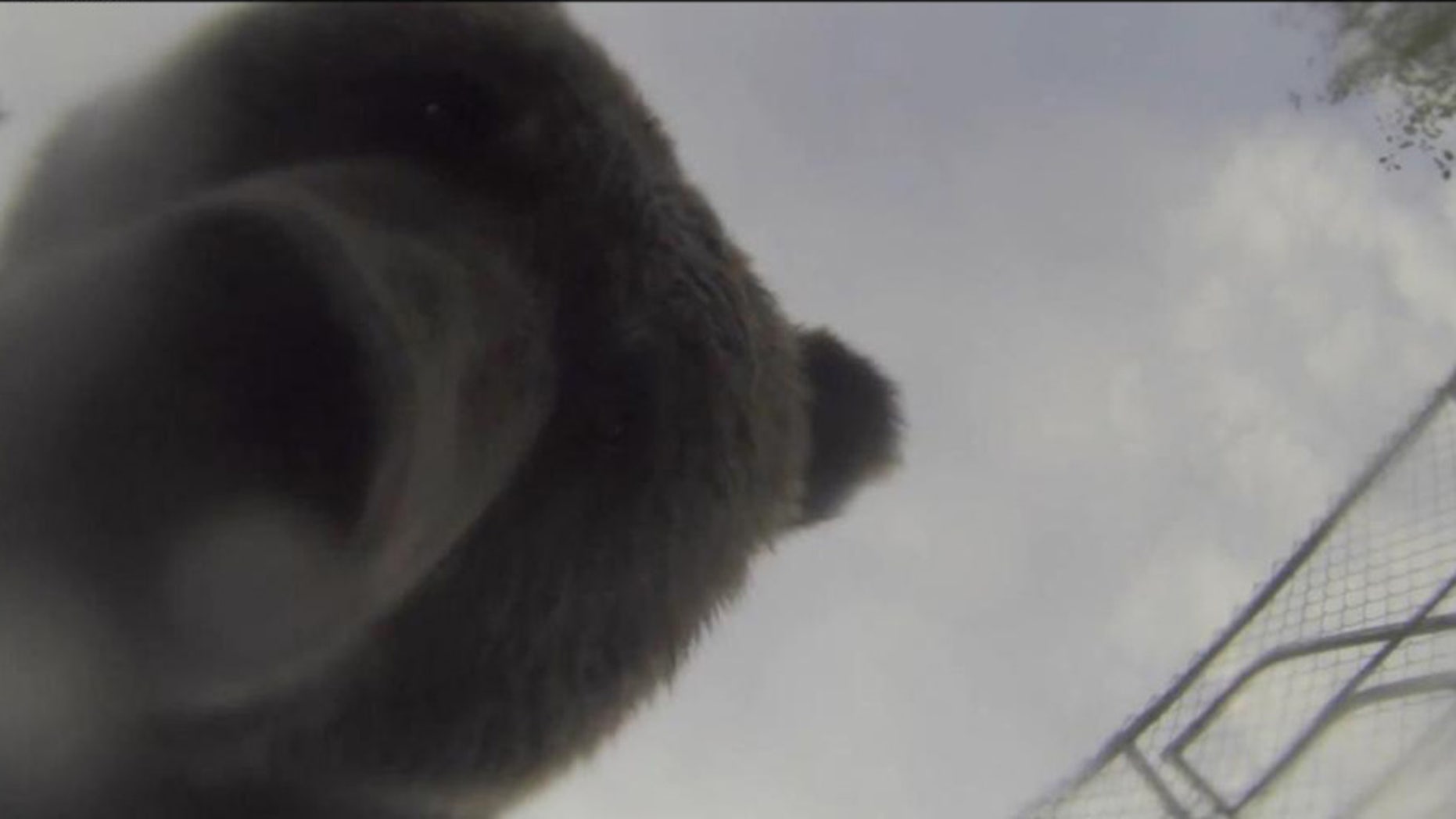 The grizzly bear that stole John Kitchin's GoPro.