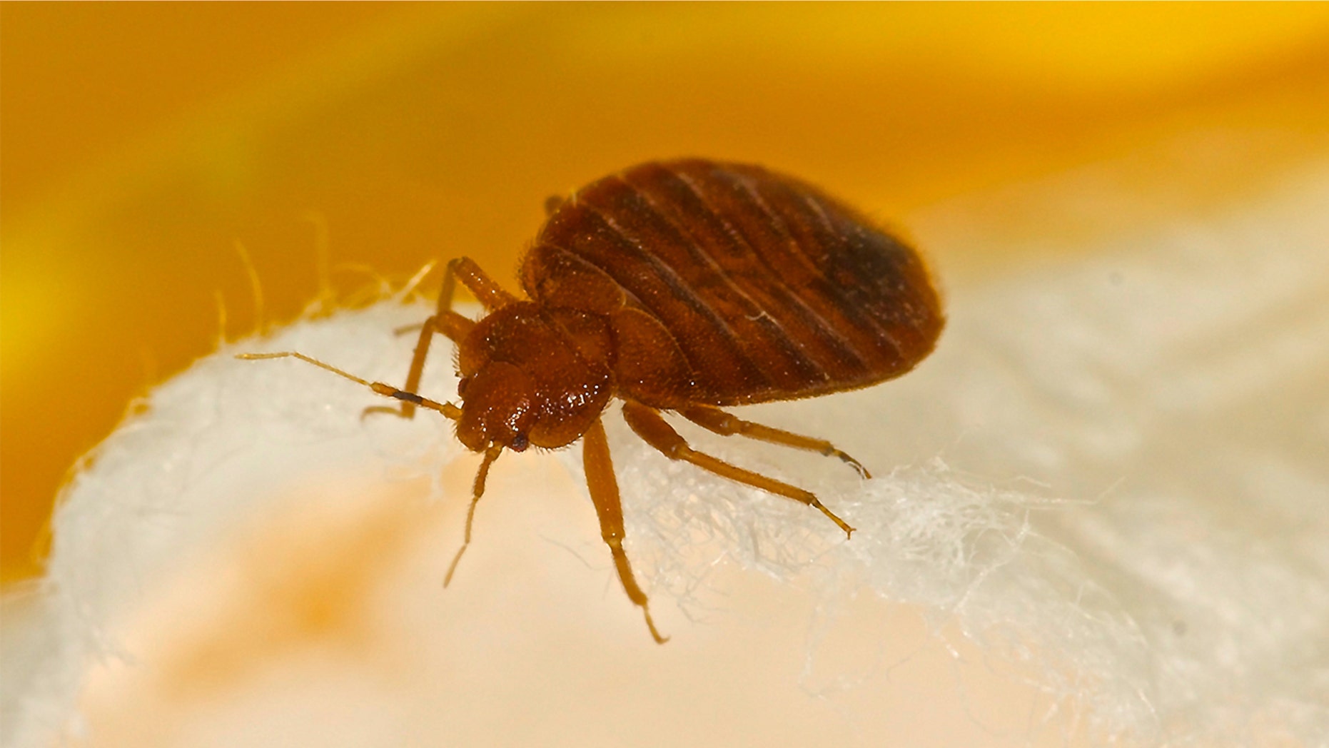 For the second year in a row, Baltimore ranked as the worst city for bed bug infestation.