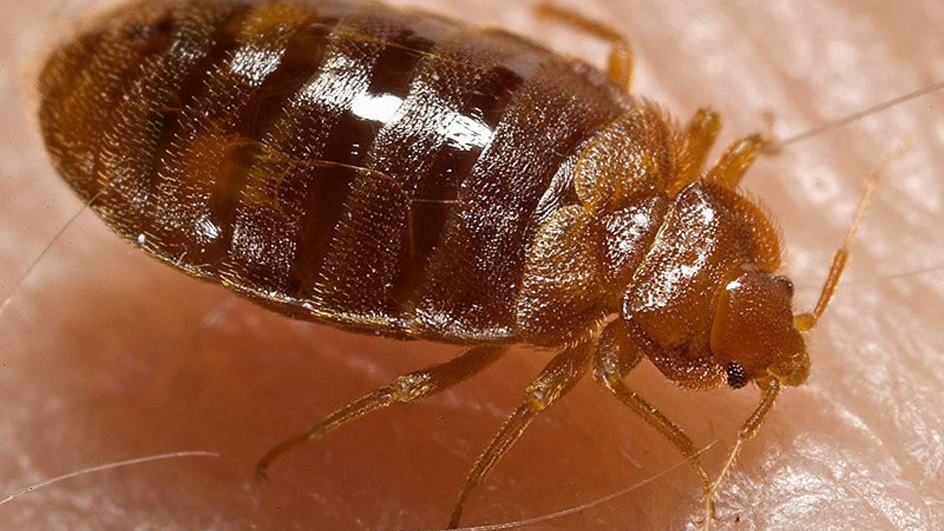 Bed bugs copulate via "traumatic insemnation." It sounds as bad as it is: the male bed bug will simply pierce the female's abdomen with his penis and inject sperm into the wound.