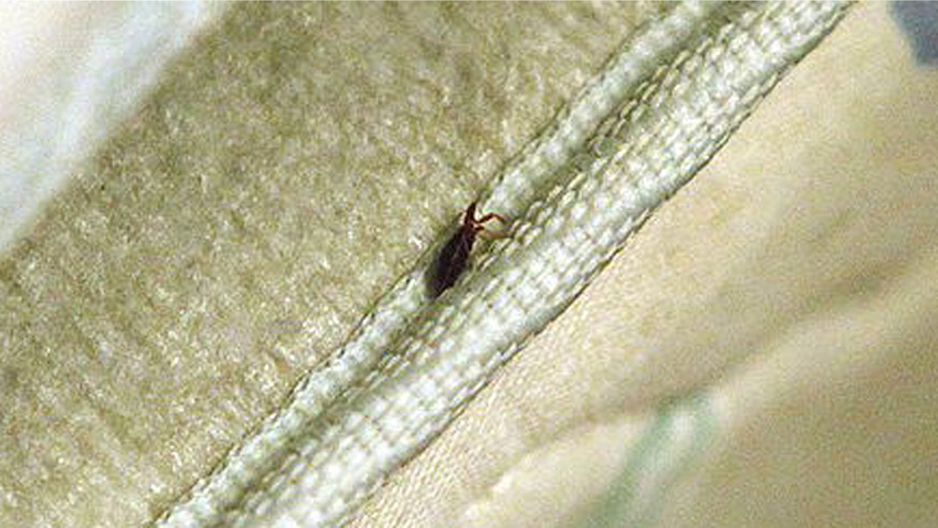 Aug. 25, 2010: Bed bug is found in a mattress at the home of Delores Stewart, in Columbus, Ohio. A resurgence of bedbugs across the U.S. has homeowners and apartment dwellers taking desperate measures to eradicate the tenacious bloodsuckers, with some relying on dangerous outdoor pesticides and fly-by-night exterminators.