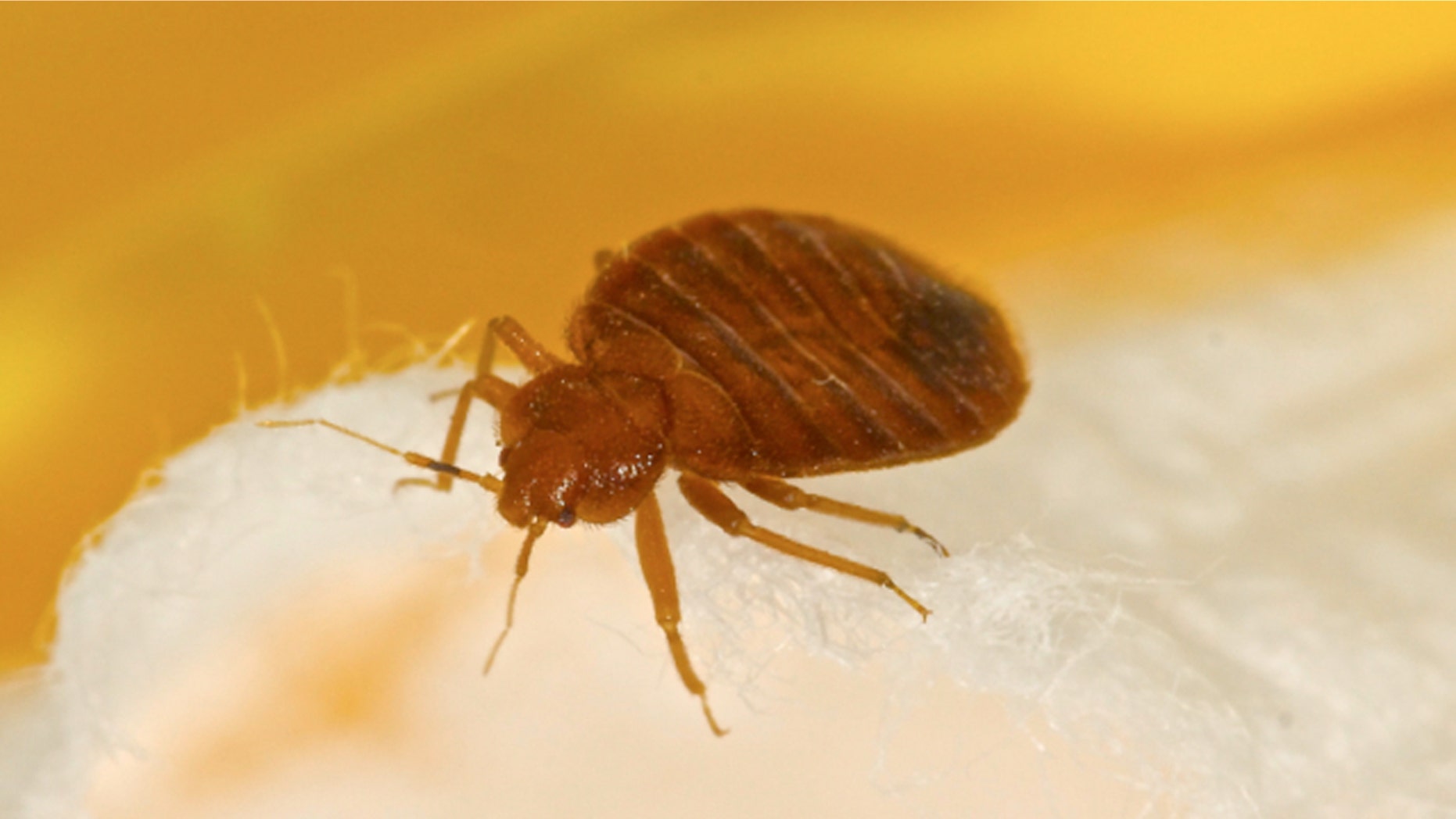 Telltale signs of a bed bug infestation are blood or poop on the mattress.