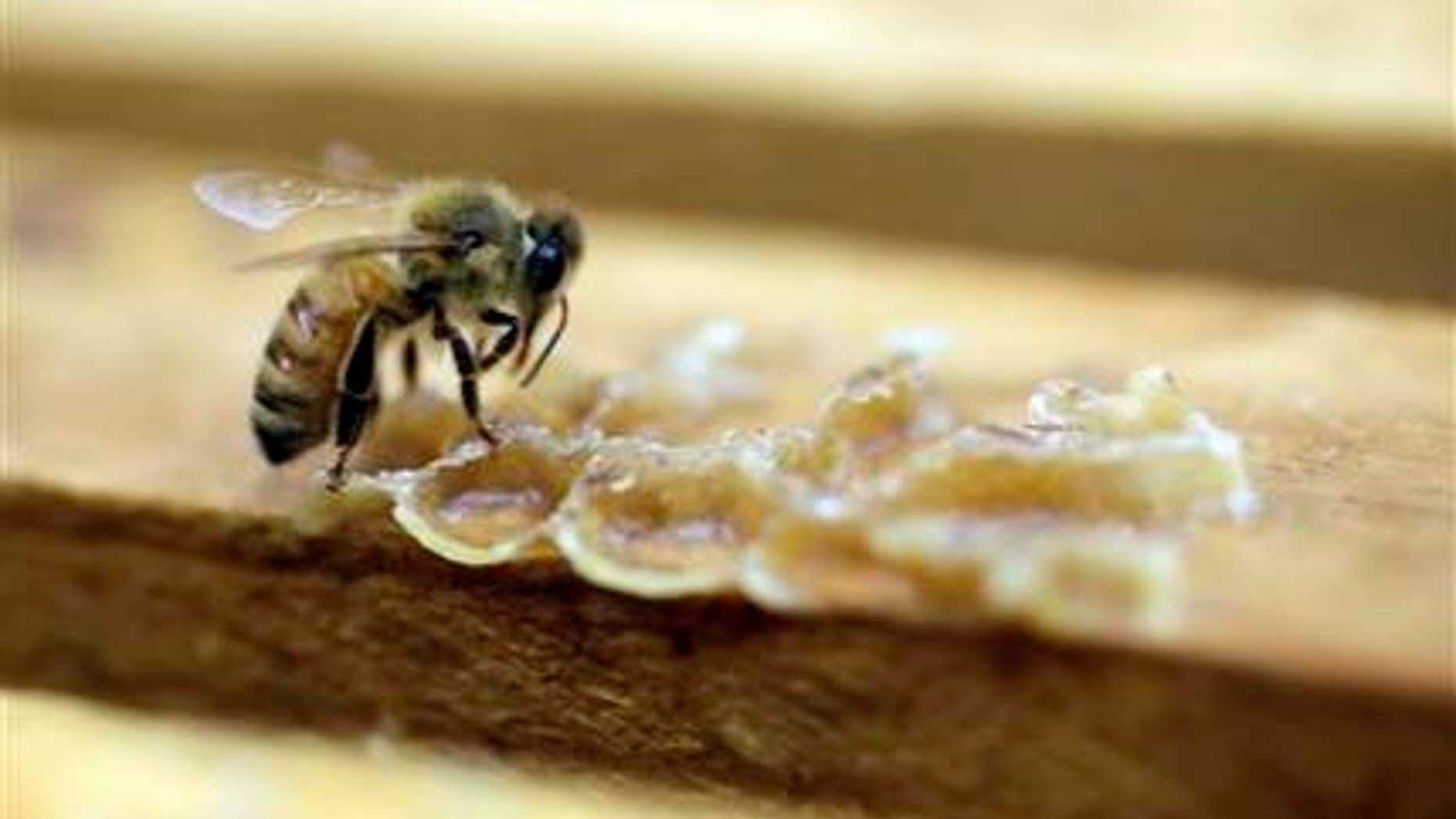 FILE - In this July 16, 2014, file photo, a bee works on a honeycomb the Gene Brandi Apiary in Los Banos, Calif. The Environmental Protection Agency has found that a major pesticide harms honeybees when used on cotton and citrus but not on other big crops like corn, berries and tobacco. (AP Photo/Marcio Jose Sanchez, File)