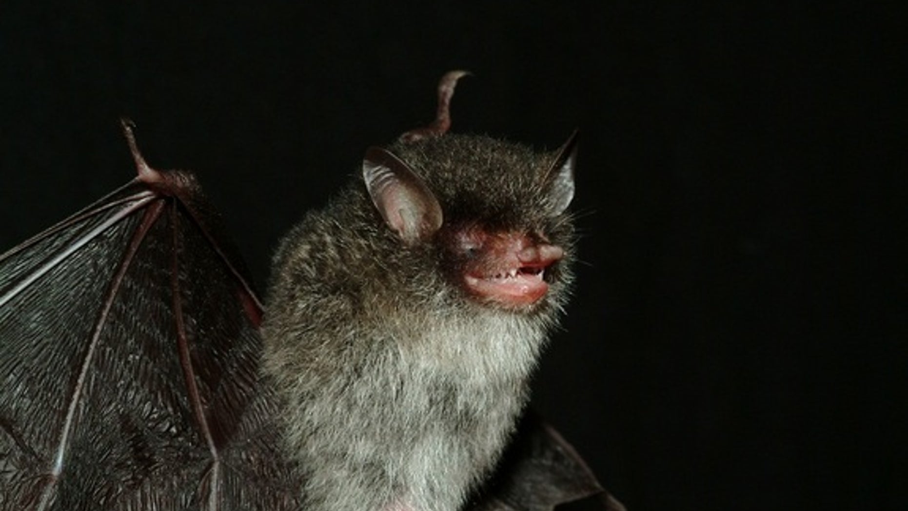 Beelzebub's tube-nosed bat