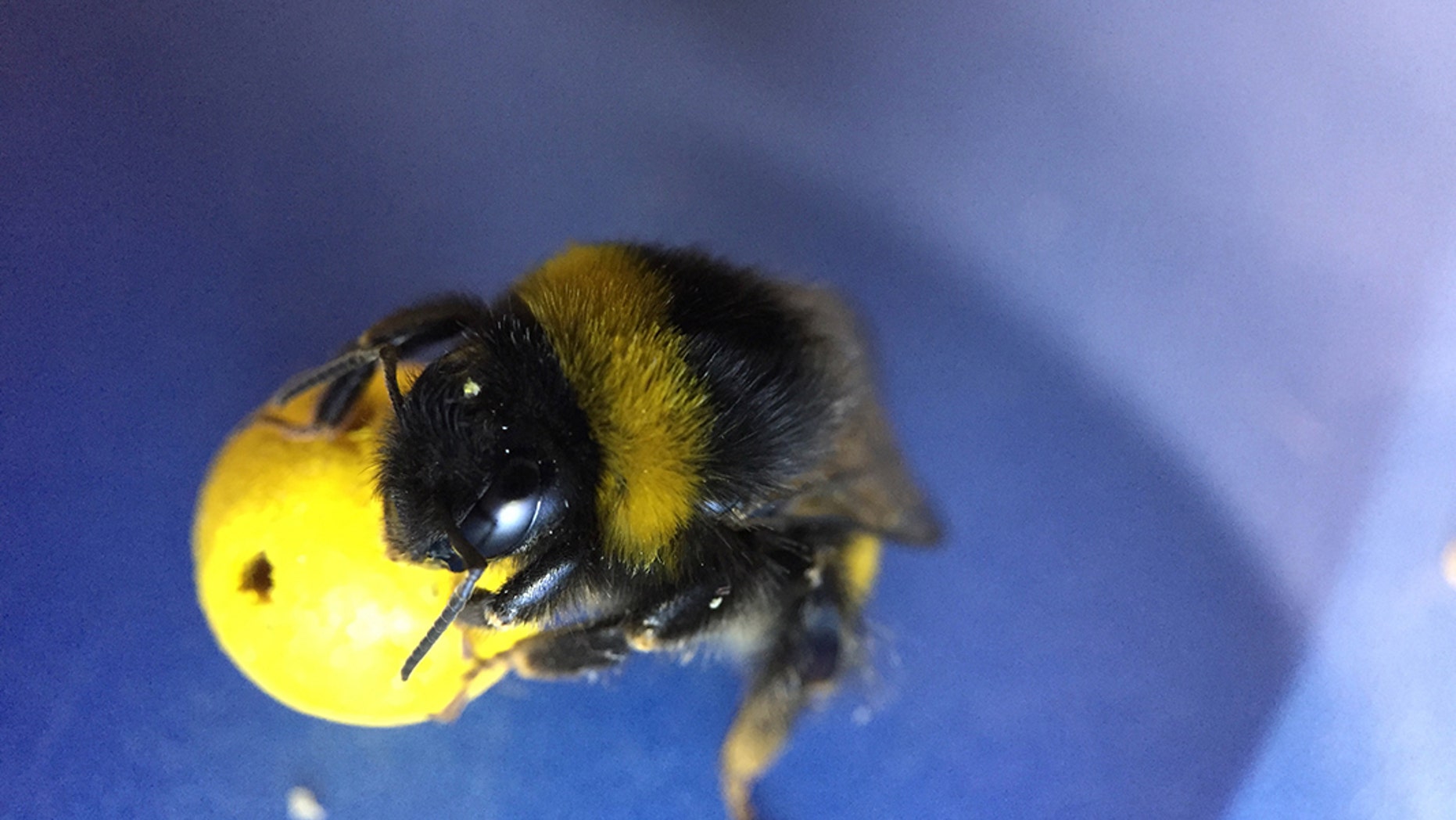 Bumblebees can be trained to score goals using a miniball, revealing unprecedented learning abilities, according to scientists at Queen Mary University of London.